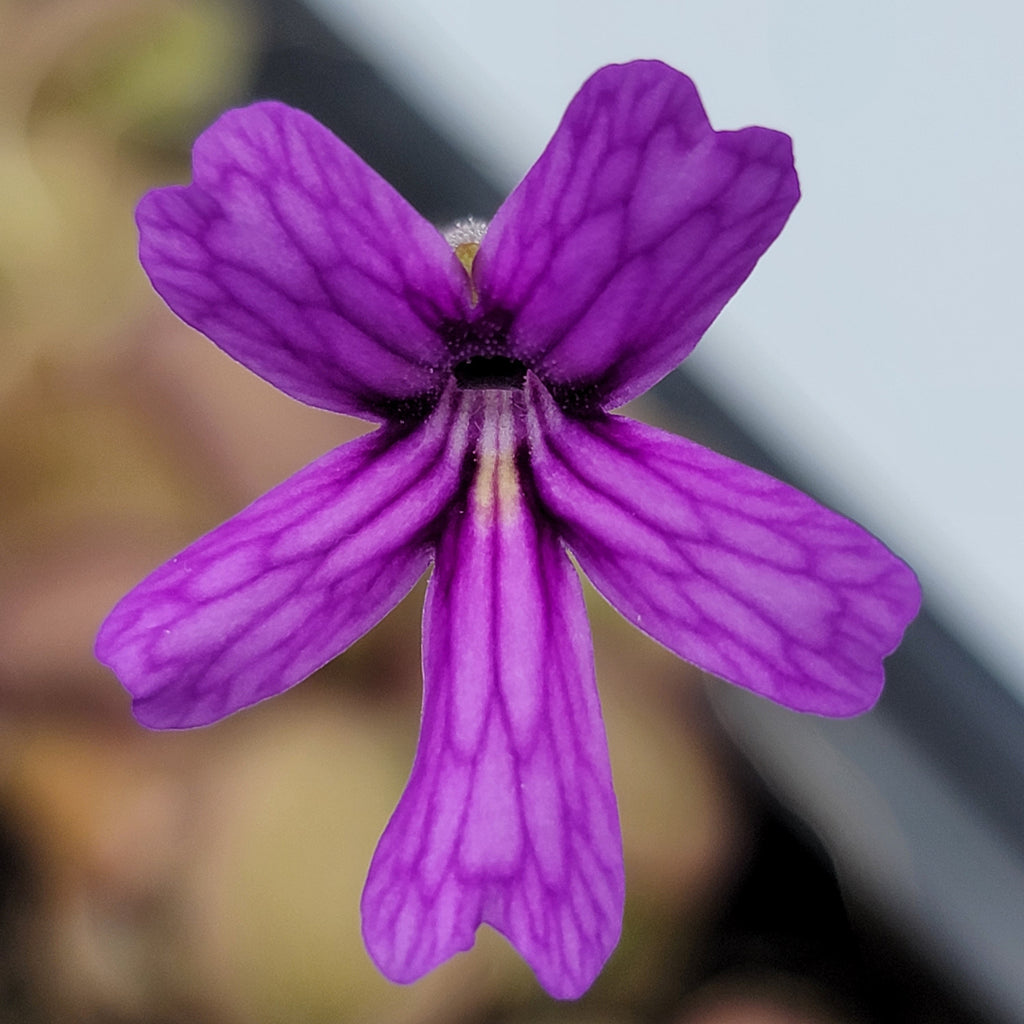 Pinguicula emarginata x hemiepiphytica product image 3