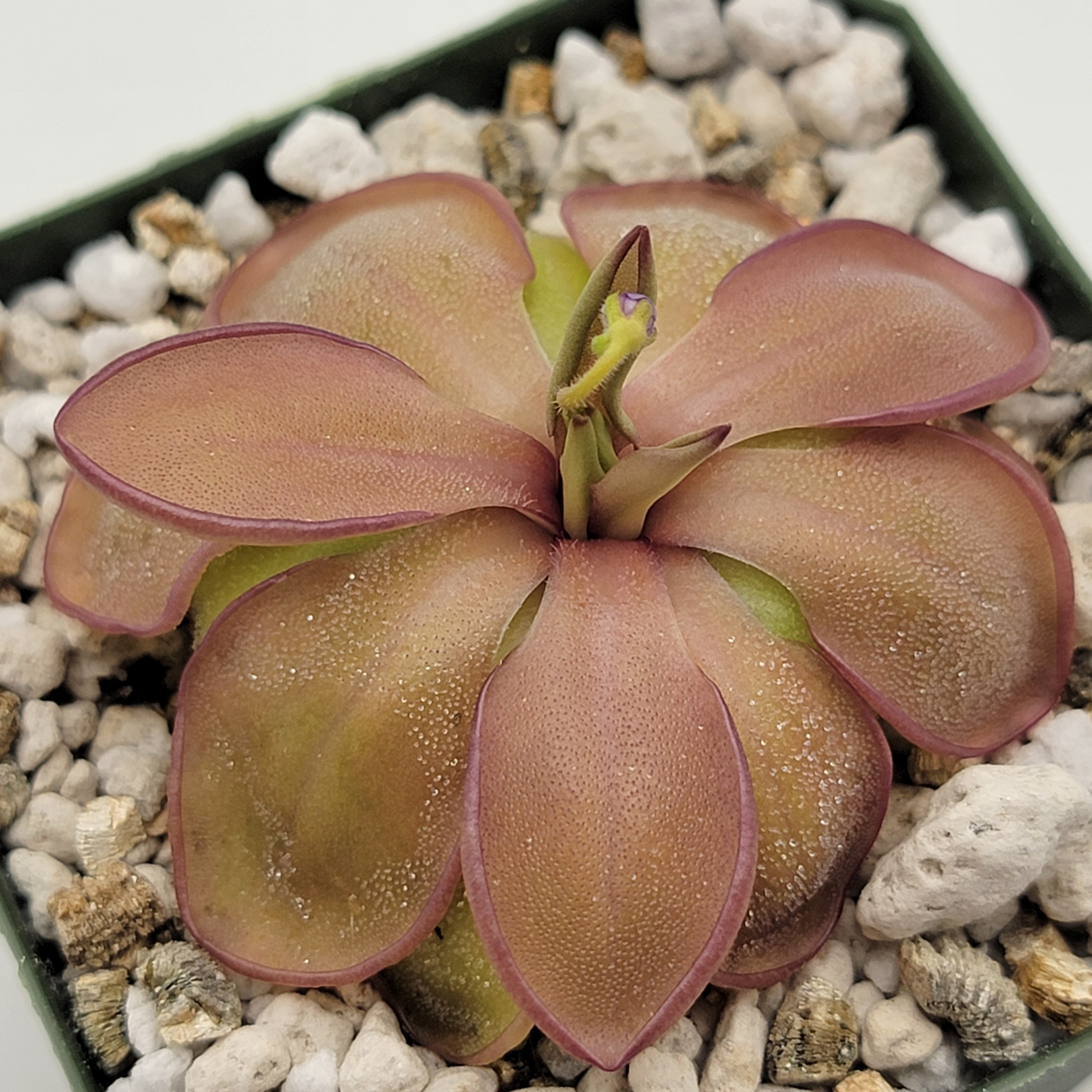 Pinguicula emarginata x hemiepiphytica product image 5