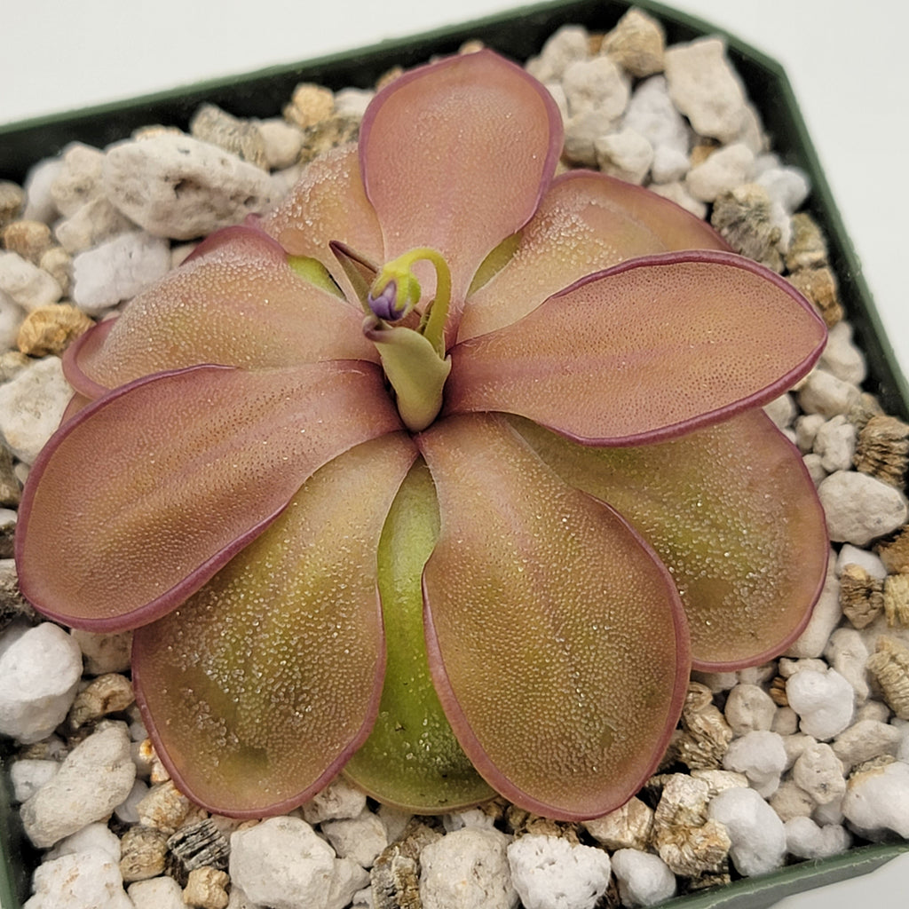Pinguicula emarginata x hemiepiphytica product image 2