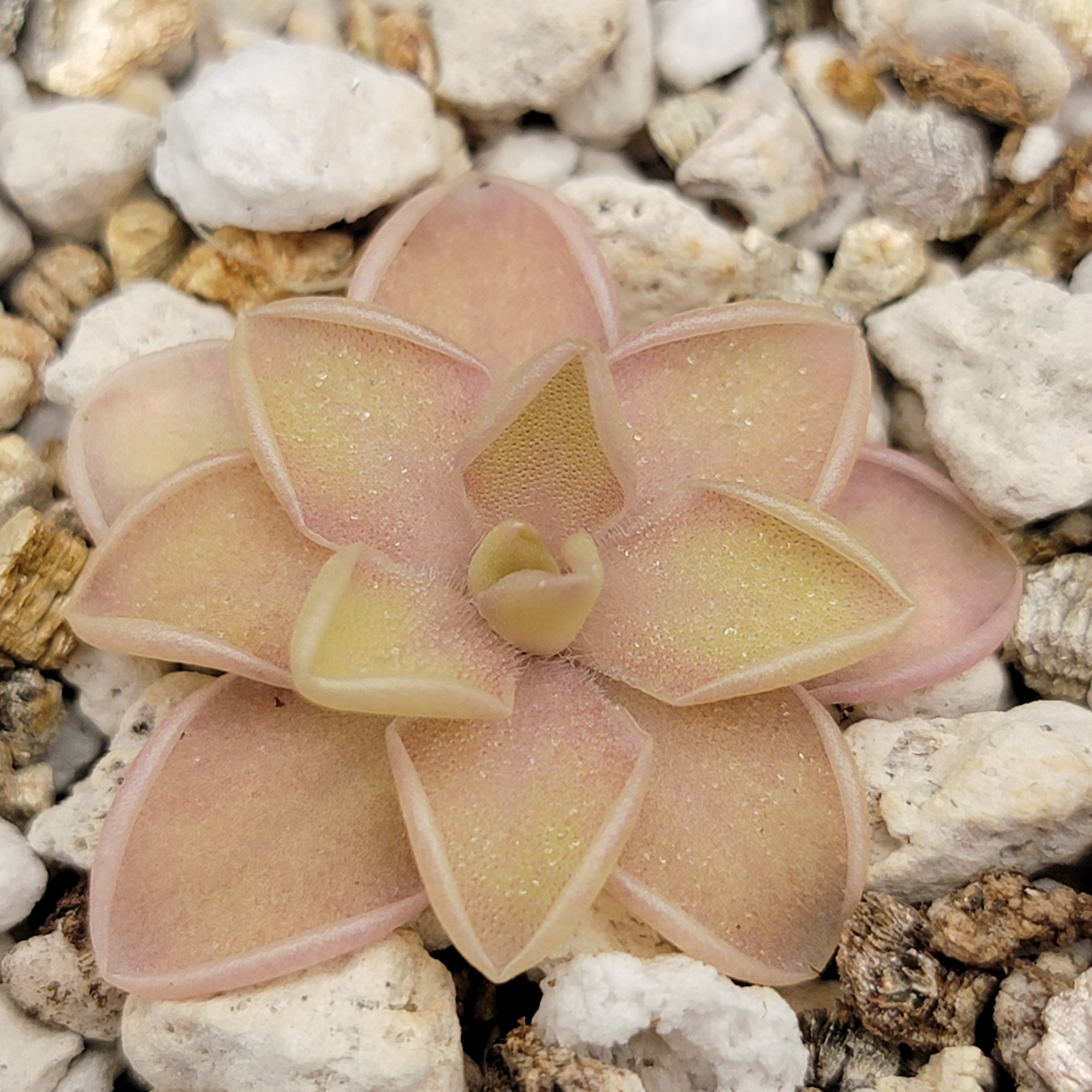 Pinguicula emarginata x jaumavensis product image 3