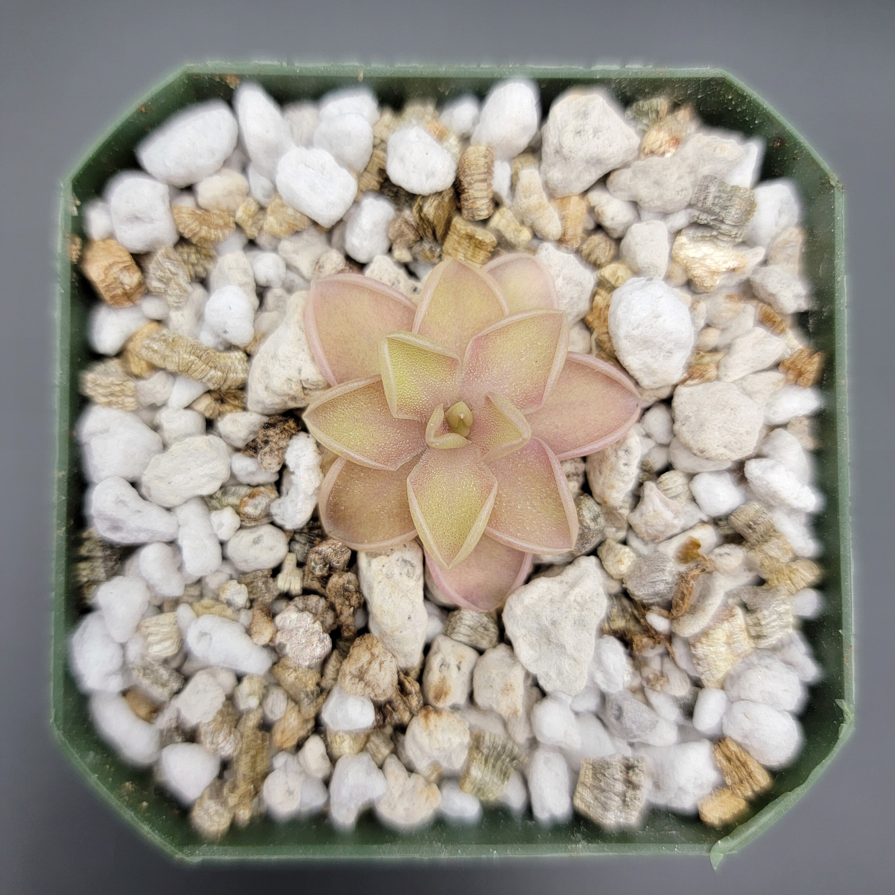 Pinguicula emarginata x jaumavensis product image 4