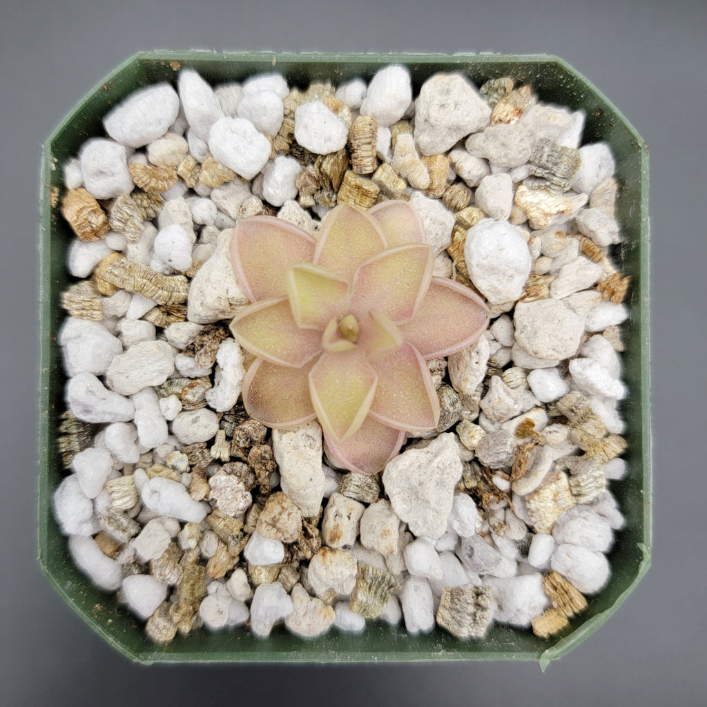 Pinguicula emarginata x jaumavensis product image 6