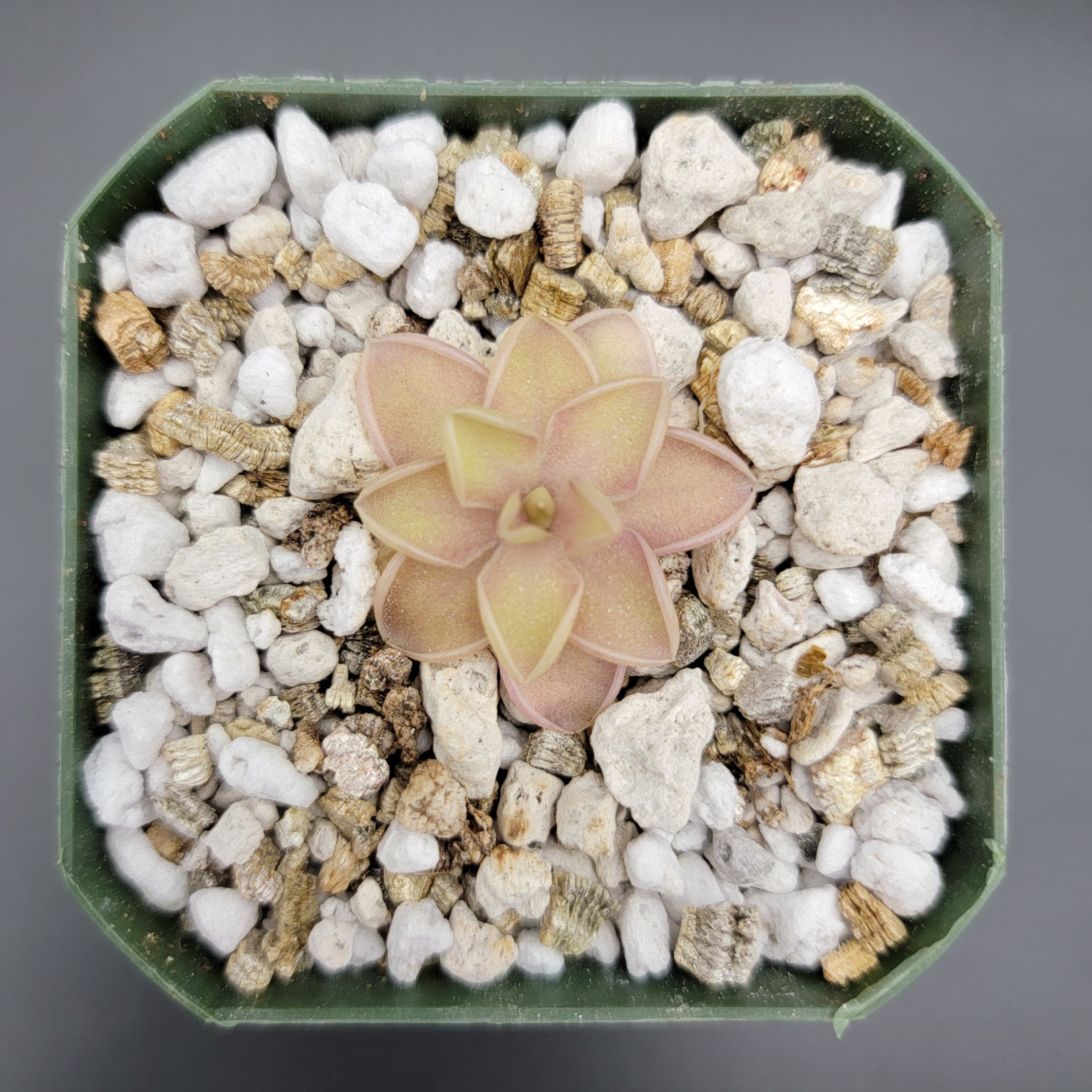 Pinguicula emarginata x jaumavensis product image 6