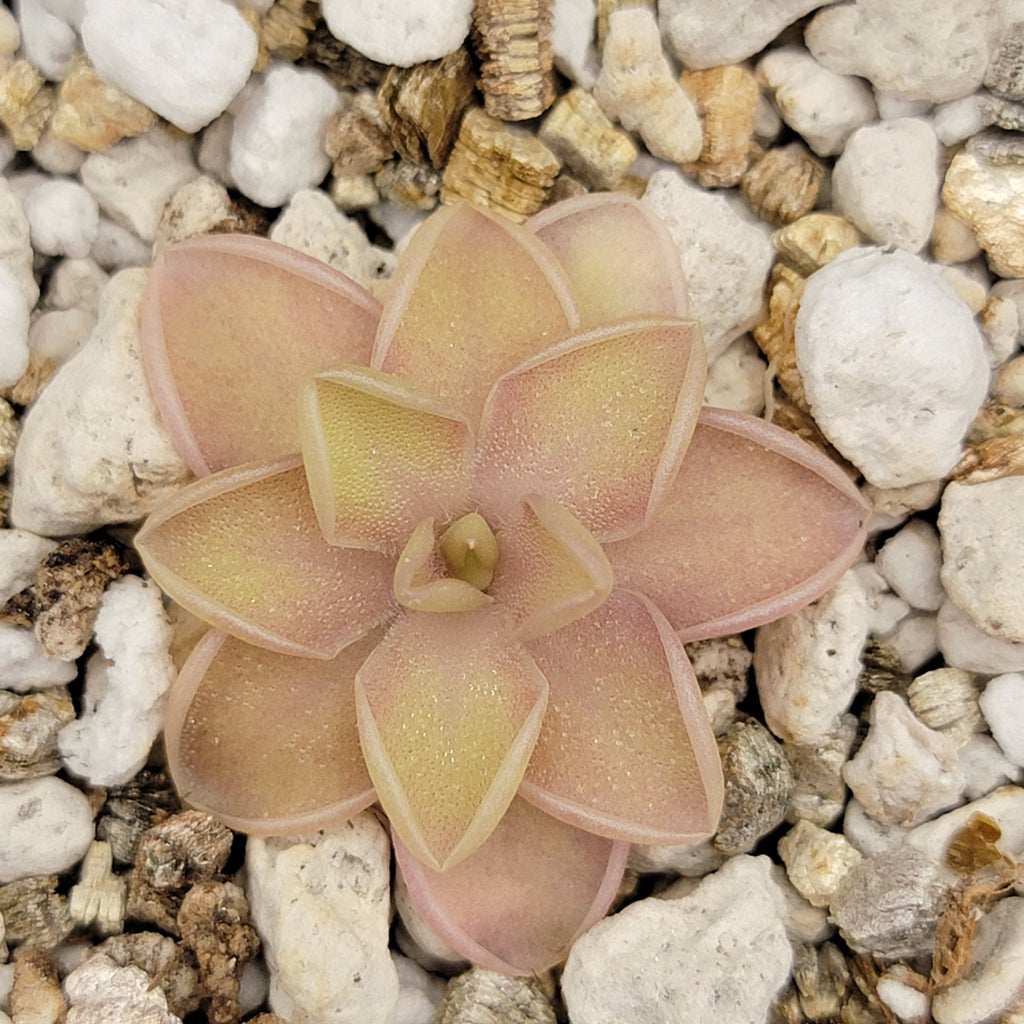 Pinguicula emarginata x jaumavensis product image 5
