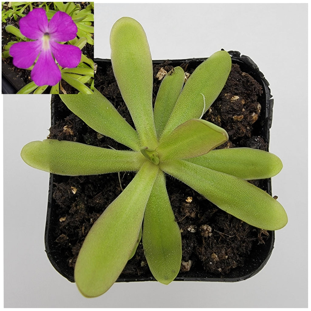 Pinguicula emarginata x moctezumae live plant product image 1