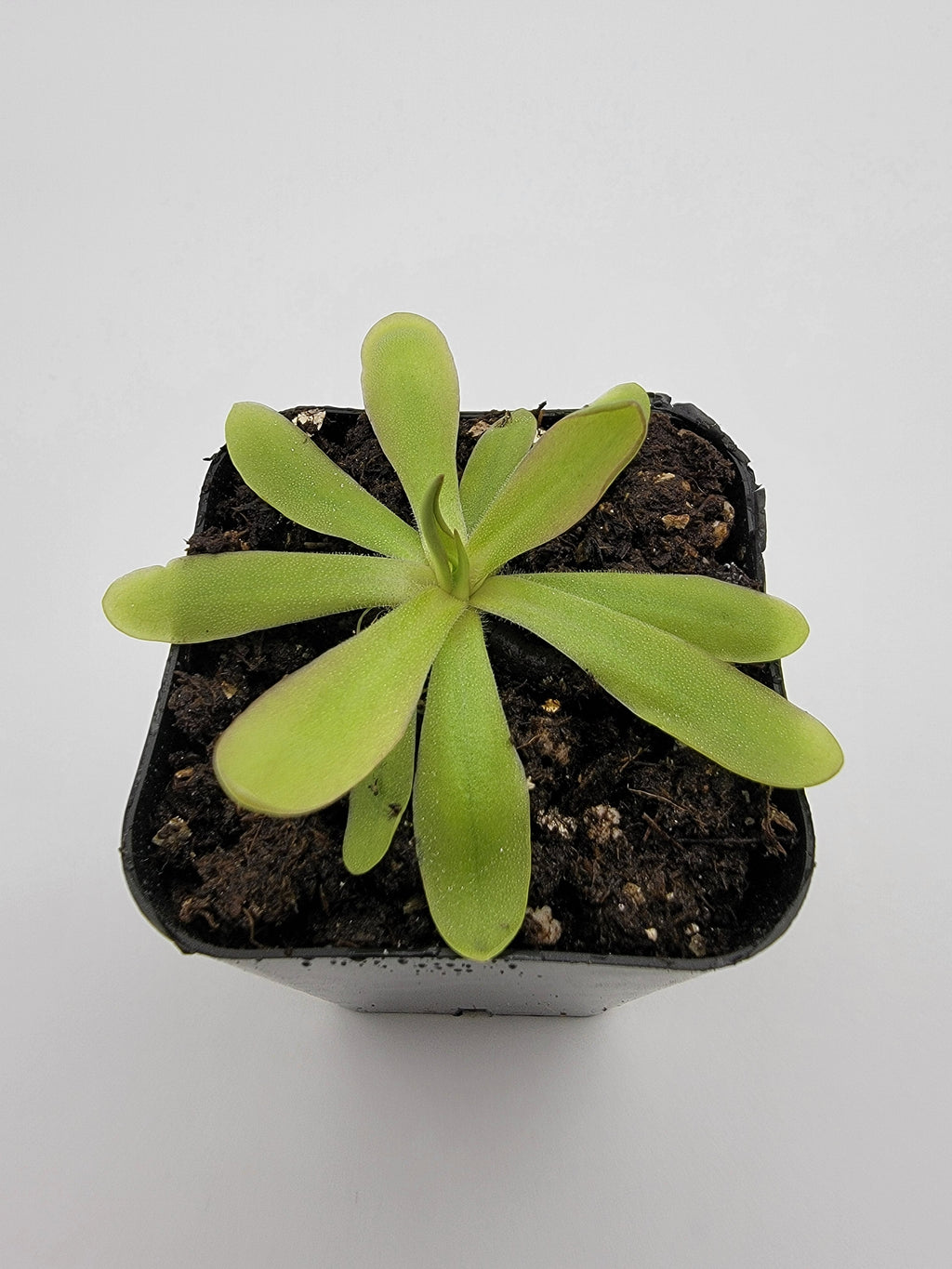 Pinguicula emarginata x moctezumae live plant product image 2