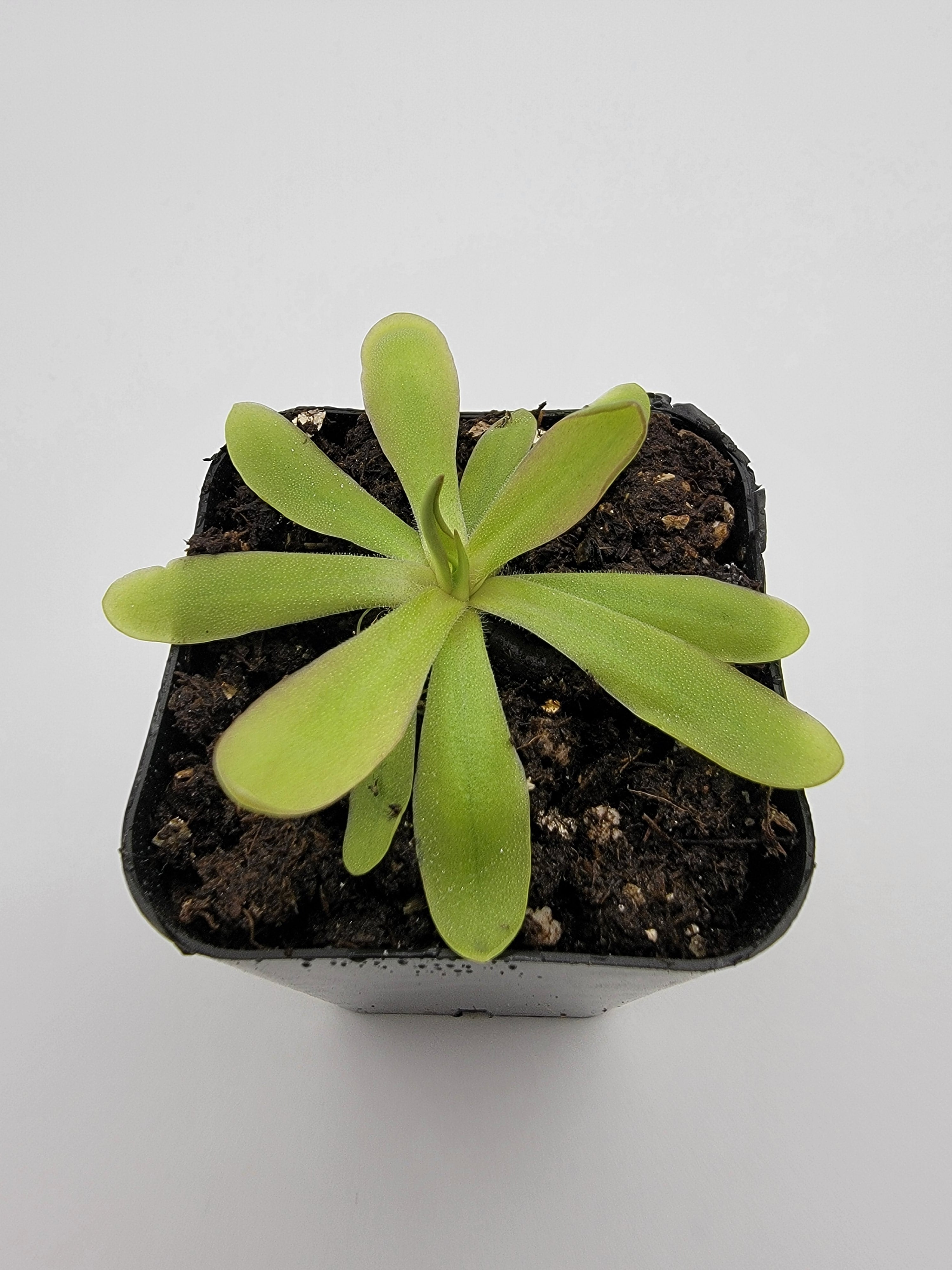 Pinguicula emarginata x moctezumae live plant product image 2