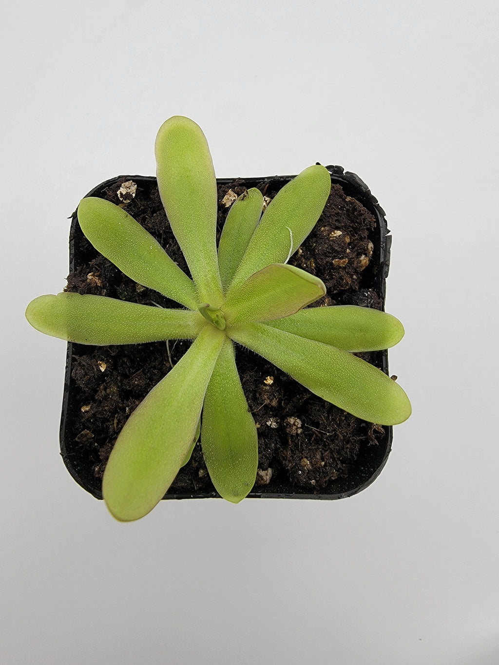 Pinguicula emarginata x moctezumae live plant product image 3