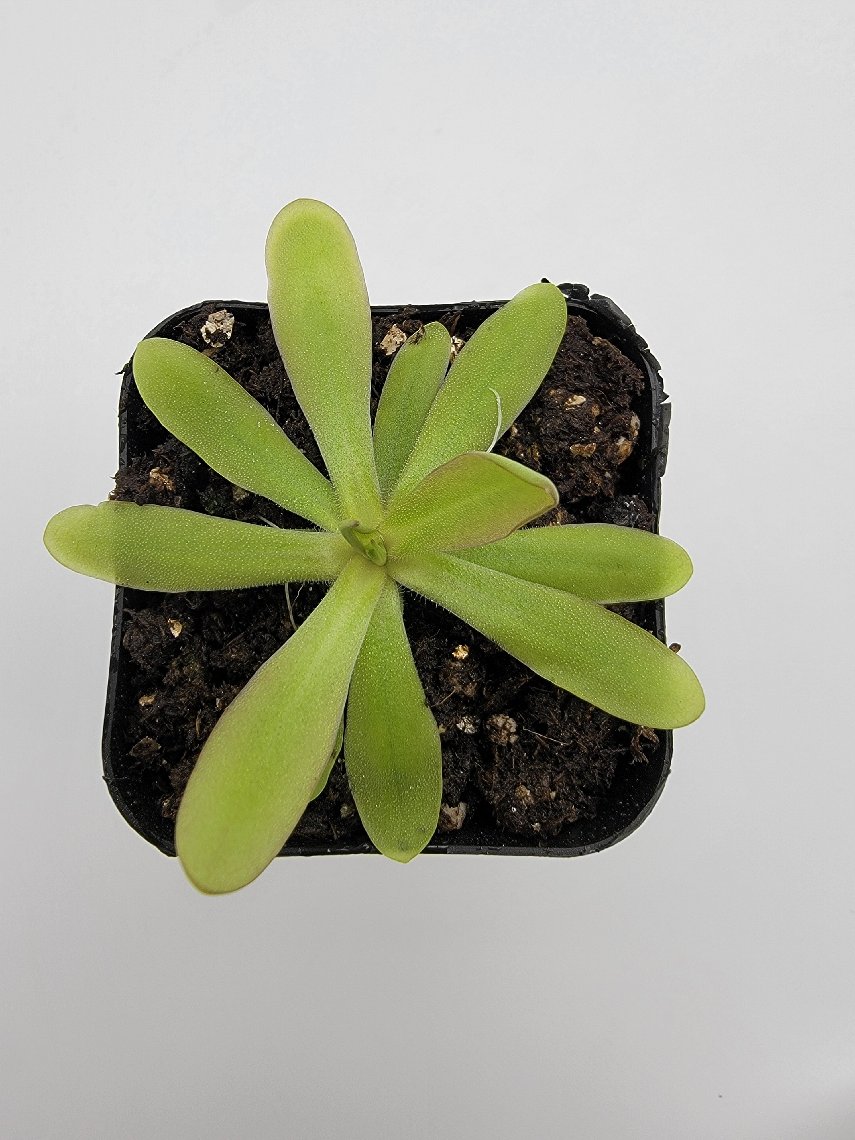Pinguicula emarginata x moctezumae live plant product image 3