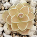 Pinguicula esseriana {Agua de León} product image 1