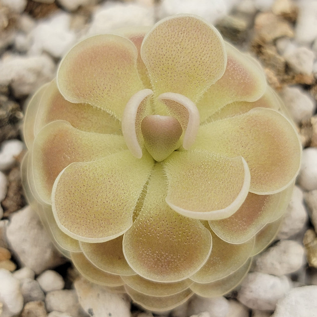 Pinguicula esseriana {Buena Vista} product image 1