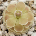 Pinguicula esseriana {Buena Vista} product image 1