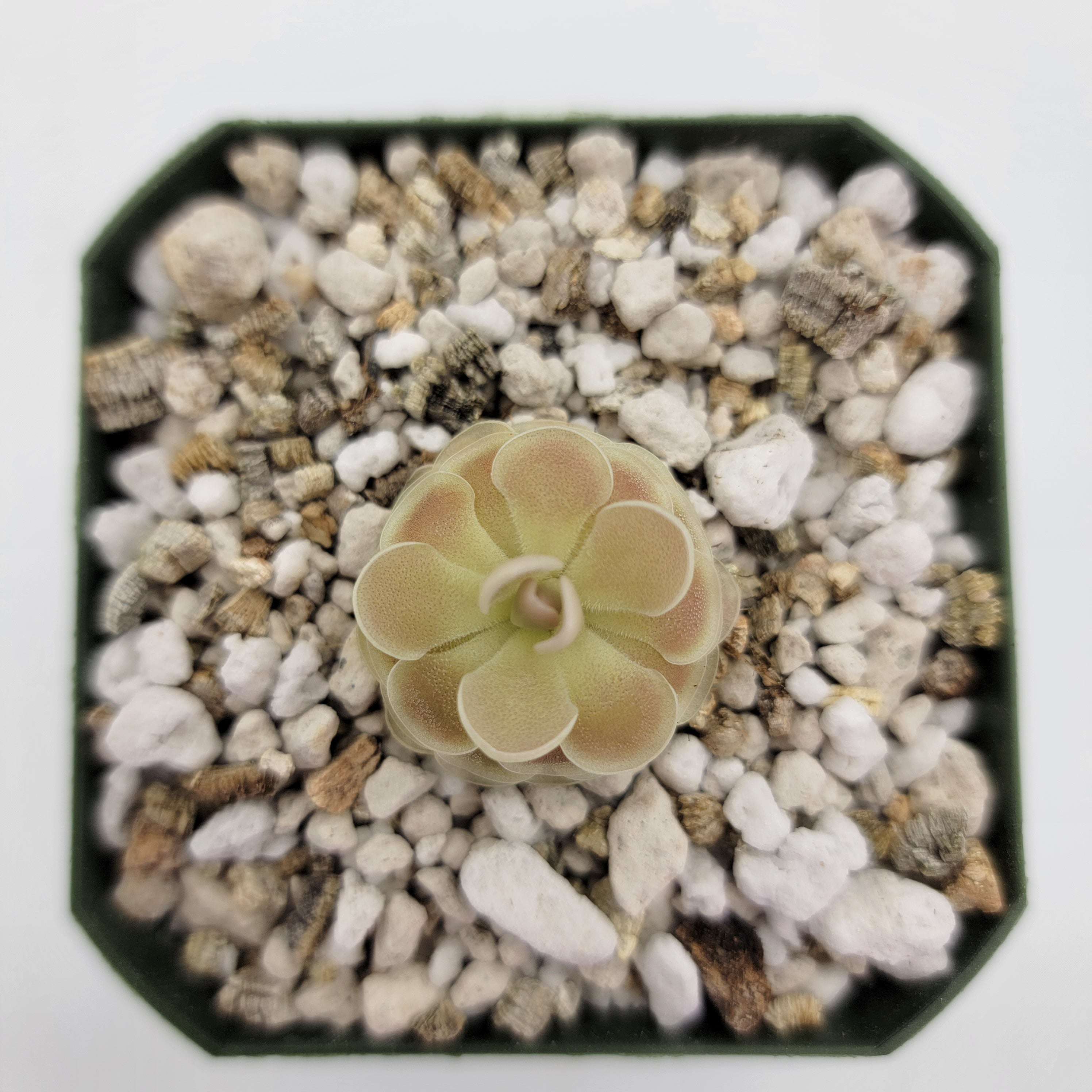 Pinguicula esseriana {Buena Vista} product image 2