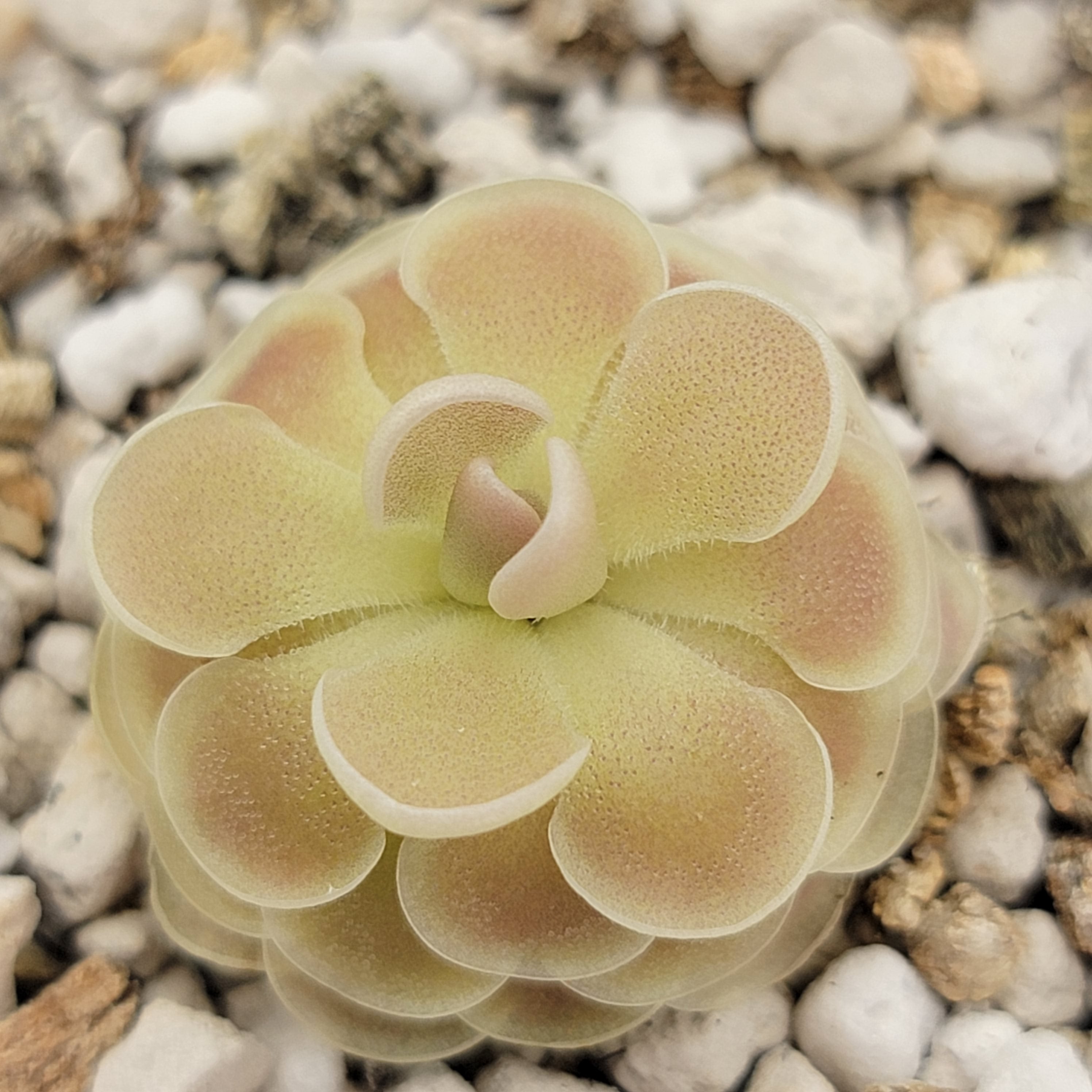 Pinguicula esseriana {Buena Vista} product image 3