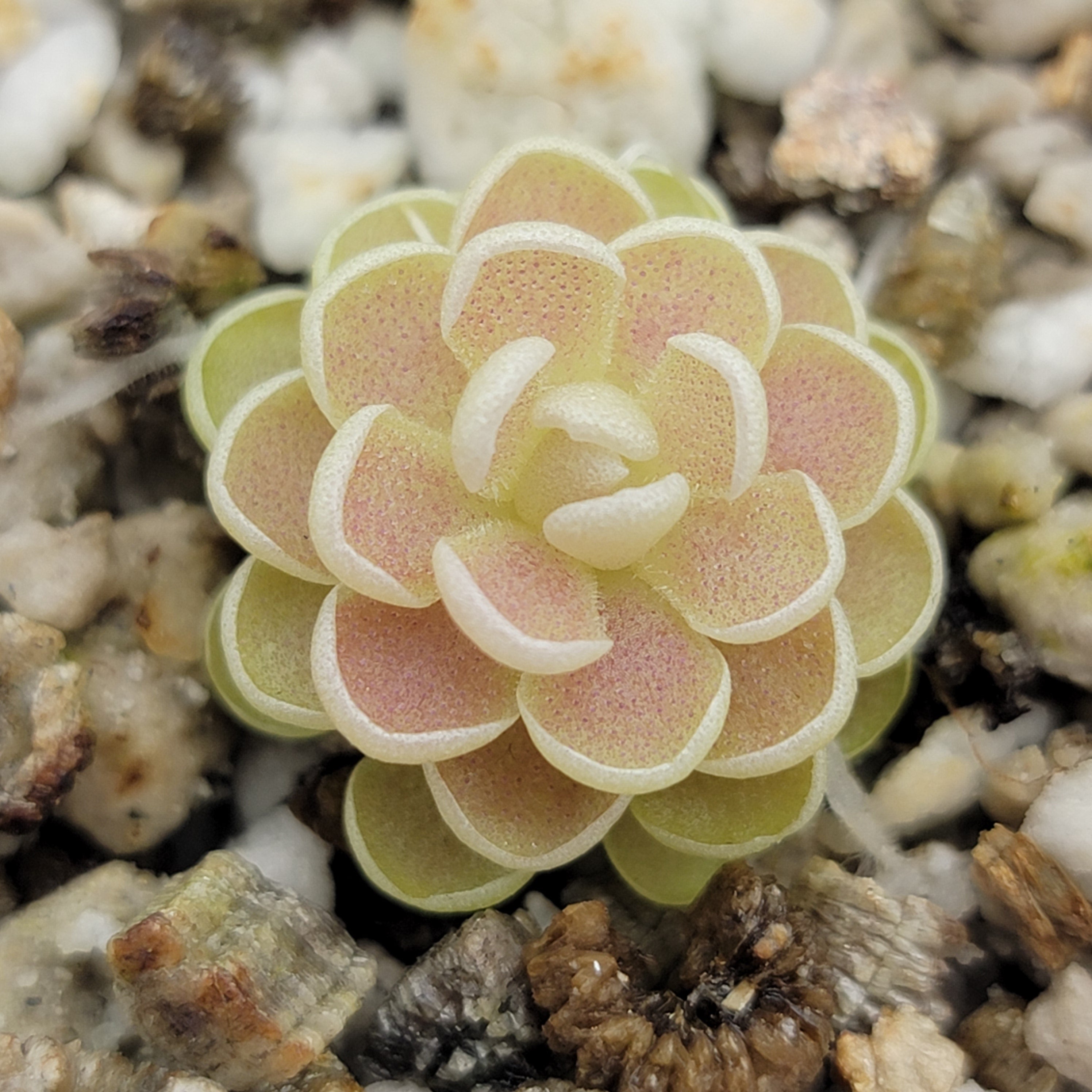 Pinguicula esseriana product image 2