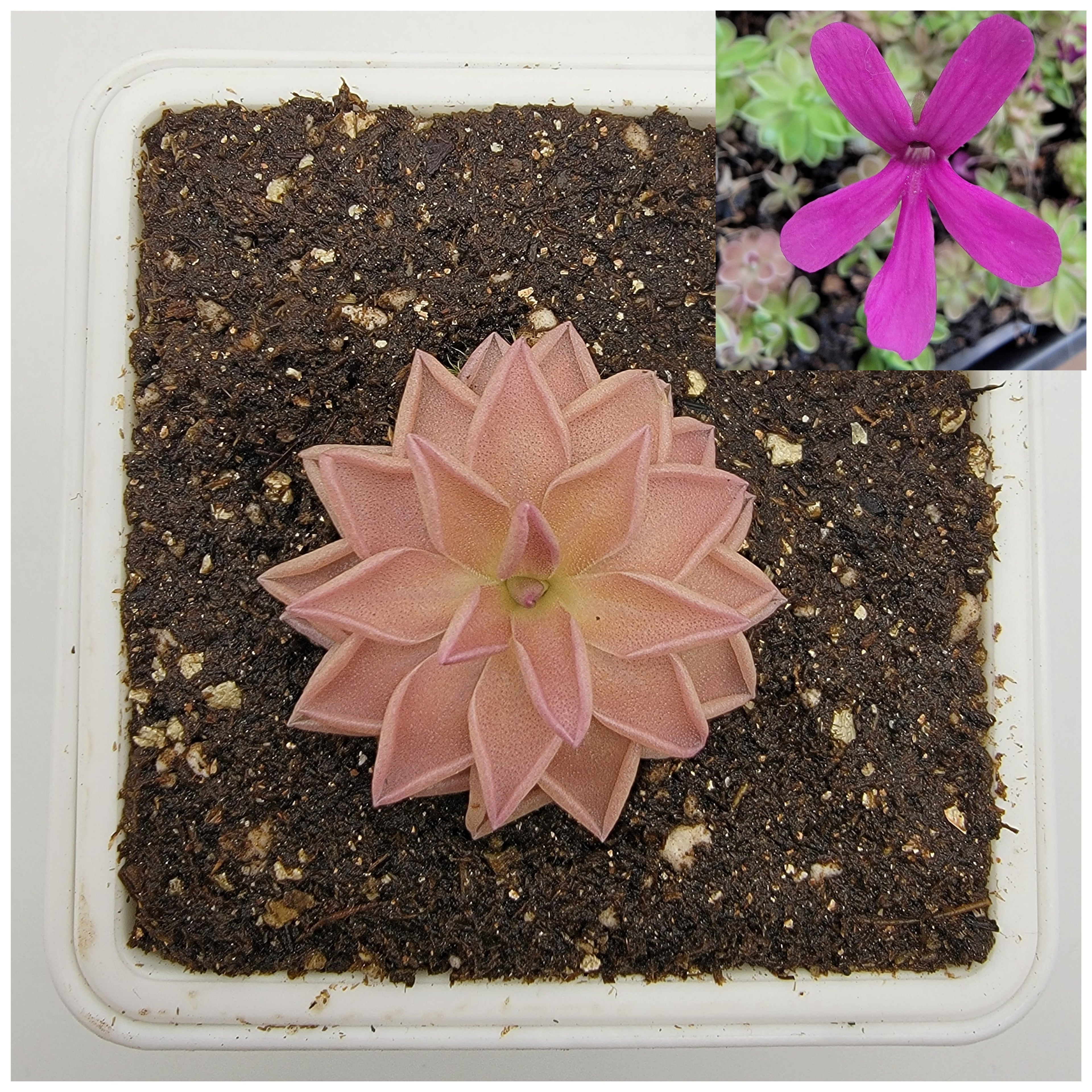 Pinguicula Estrellita live plant product image 2