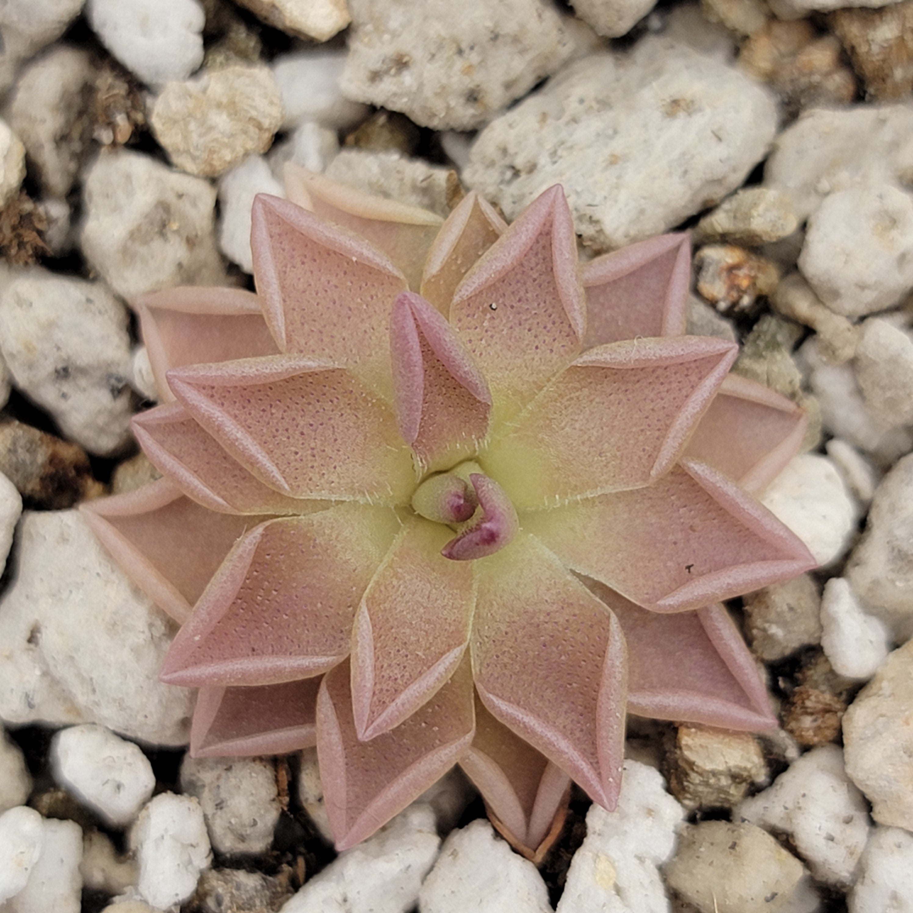 Pinguicula Estrellita live plant product image 1