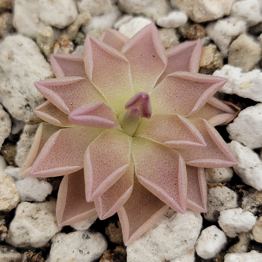 Pinguicula Estrellita live plant product image 3