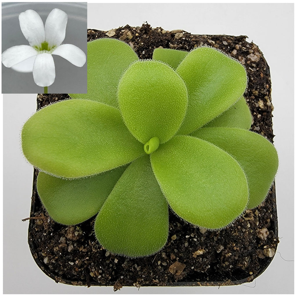 Pinguicula gigantea alba live plant product image 1
