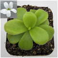 Pinguicula gigantea alba live plant product image 1