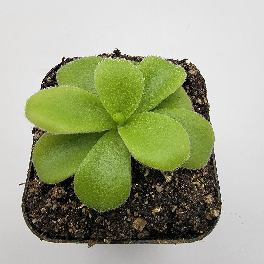 Pinguicula gigantea alba live plant product image 5