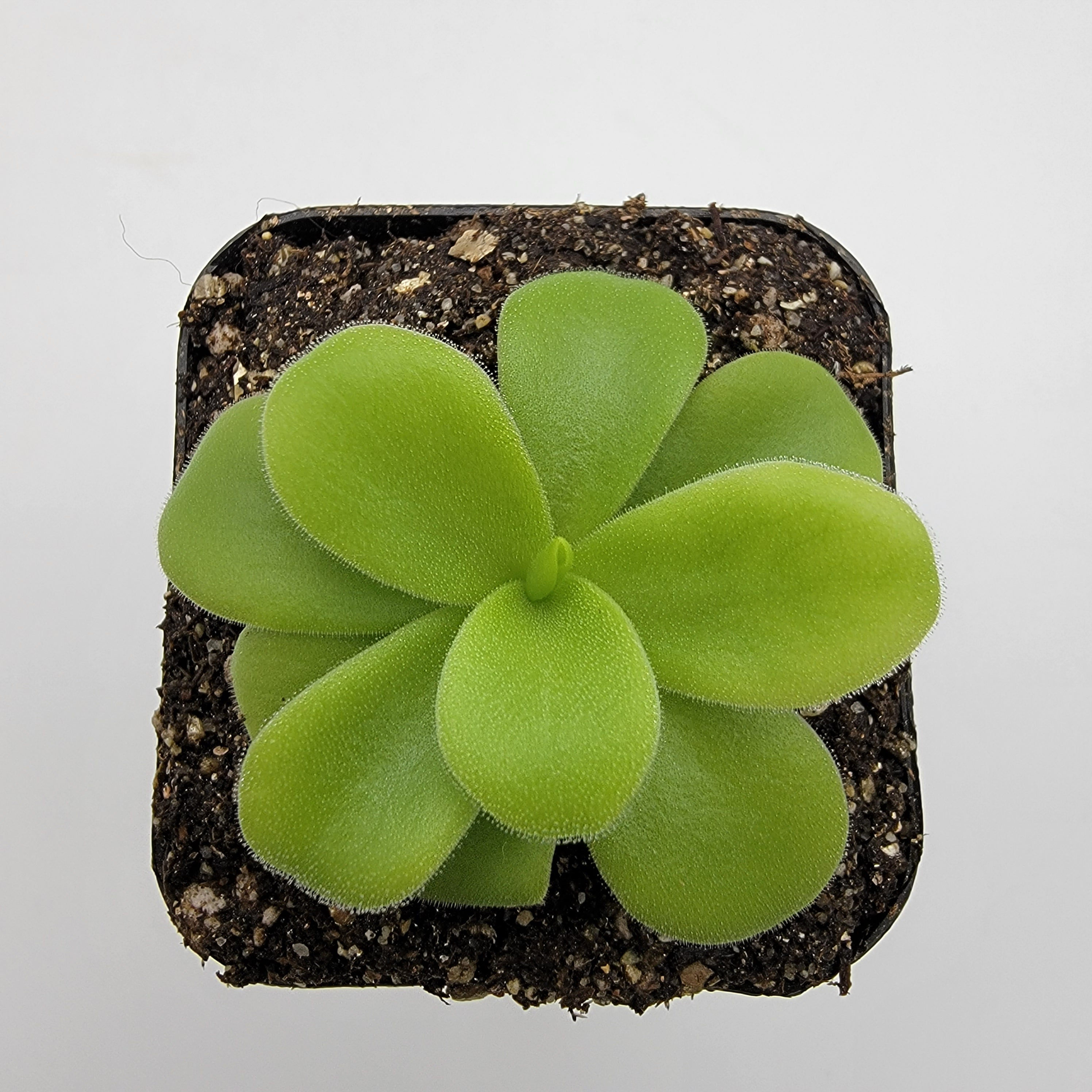 Pinguicula gigantea alba live plant product image 2