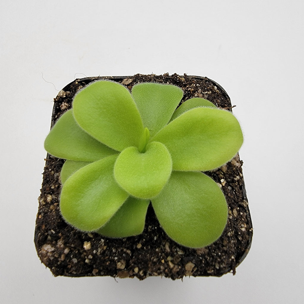 Pinguicula gigantea alba live plant product image 3