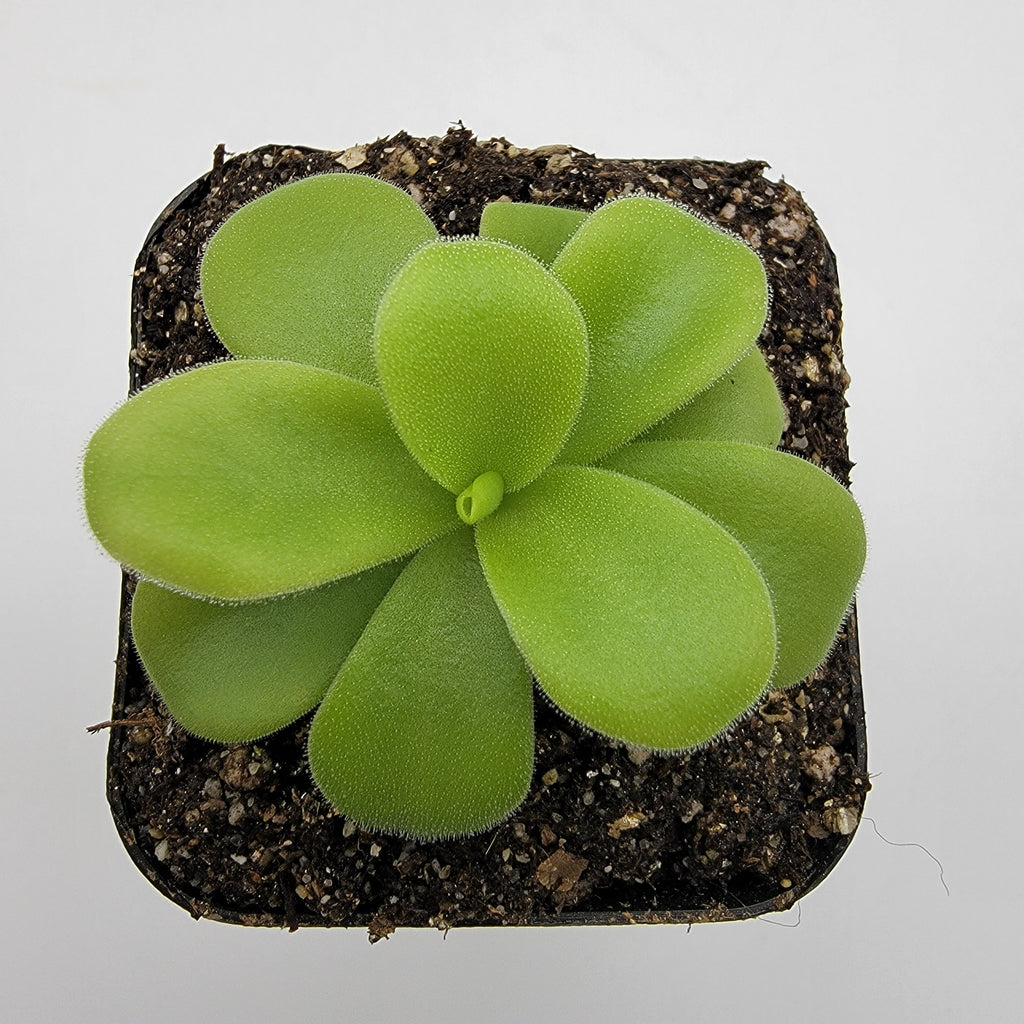 Pinguicula gigantea alba live plant product image 4