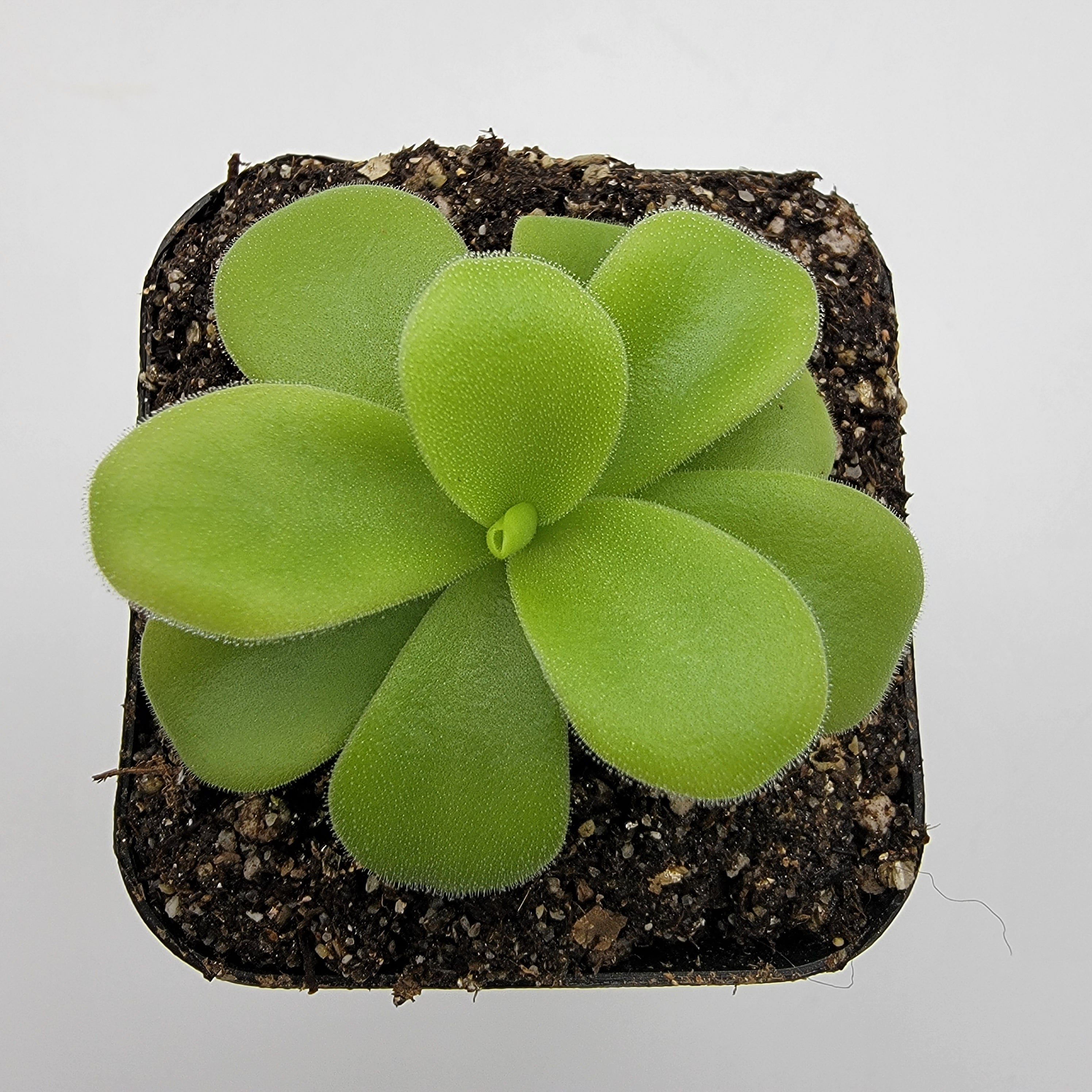 Pinguicula gigantea alba live plant product image 4