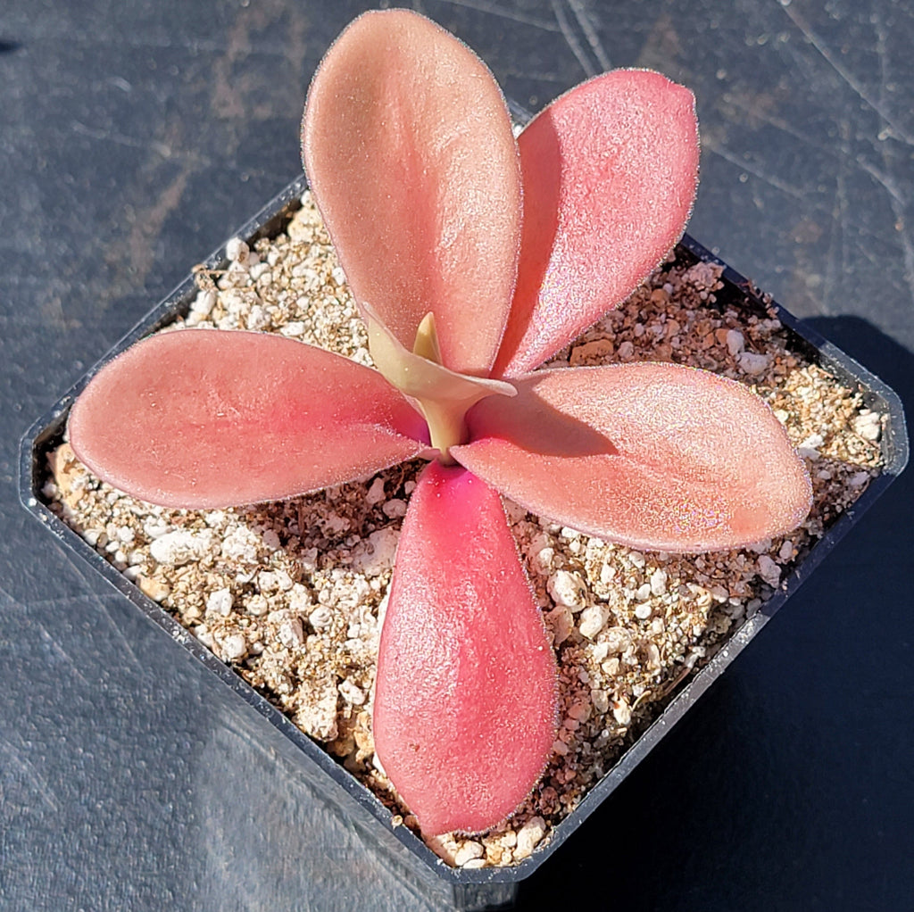 Pinguicula gigantea red product image 4