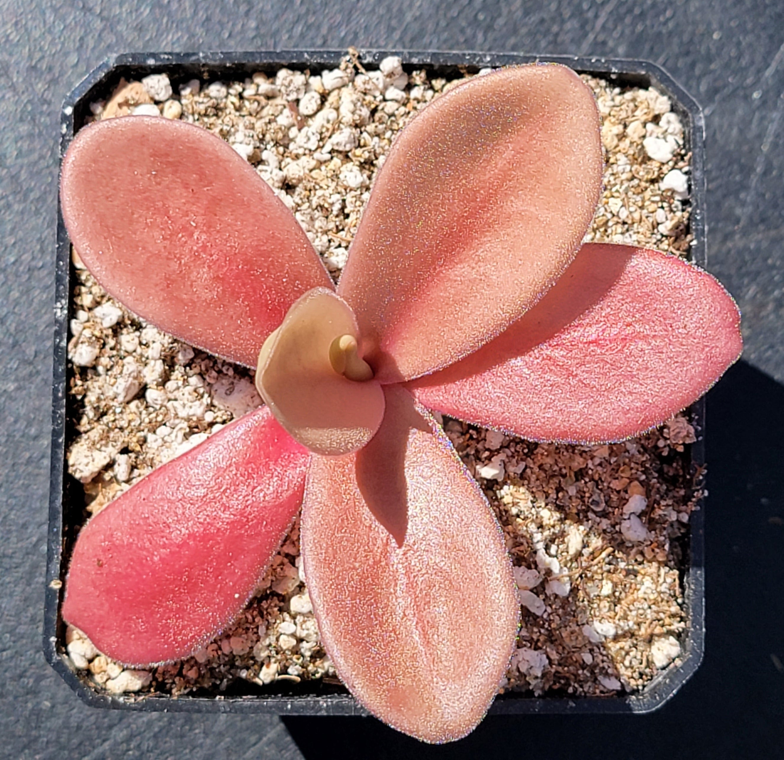 Pinguicula gigantea red product image 2
