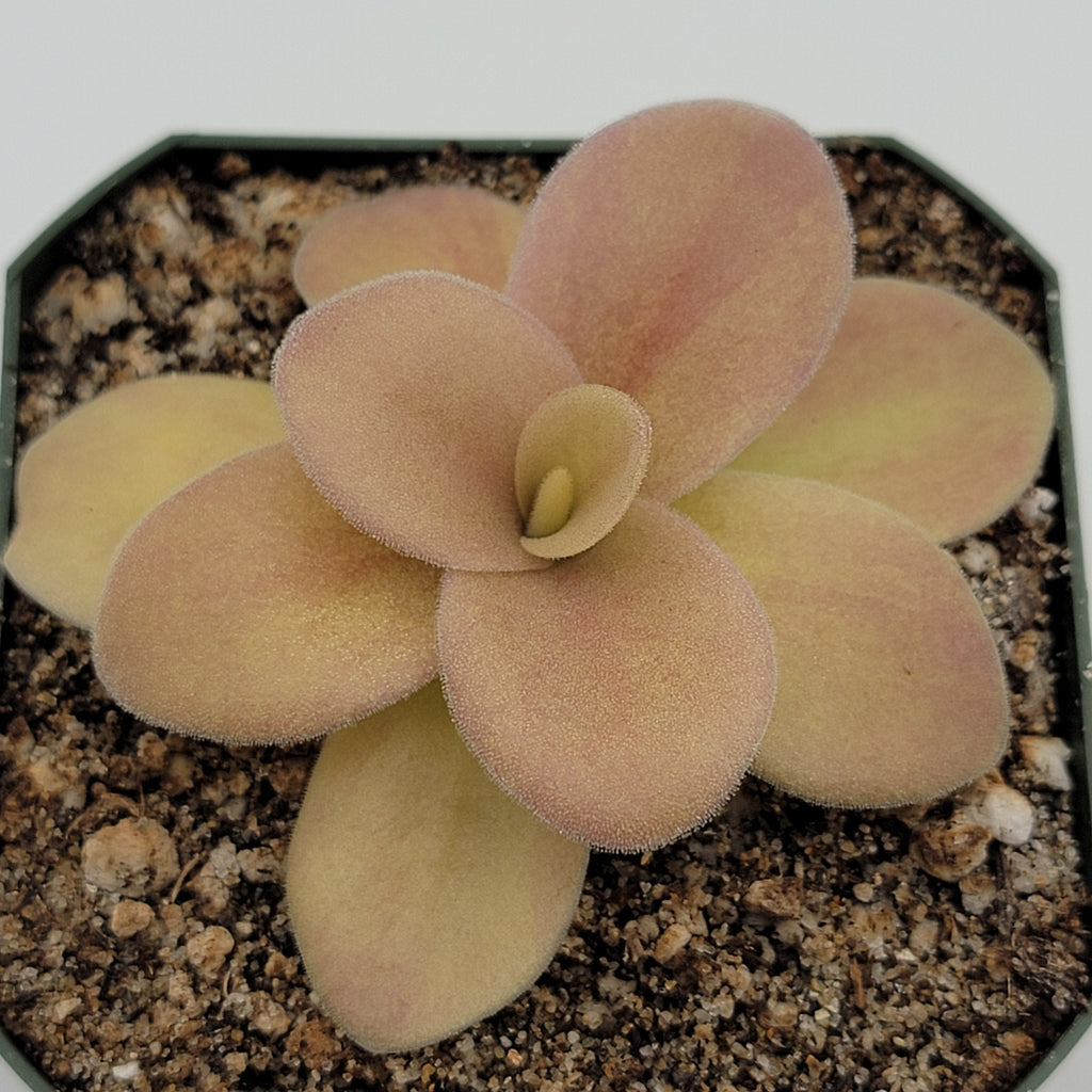 Pinguicula gigantea (Red Flush) product image 3