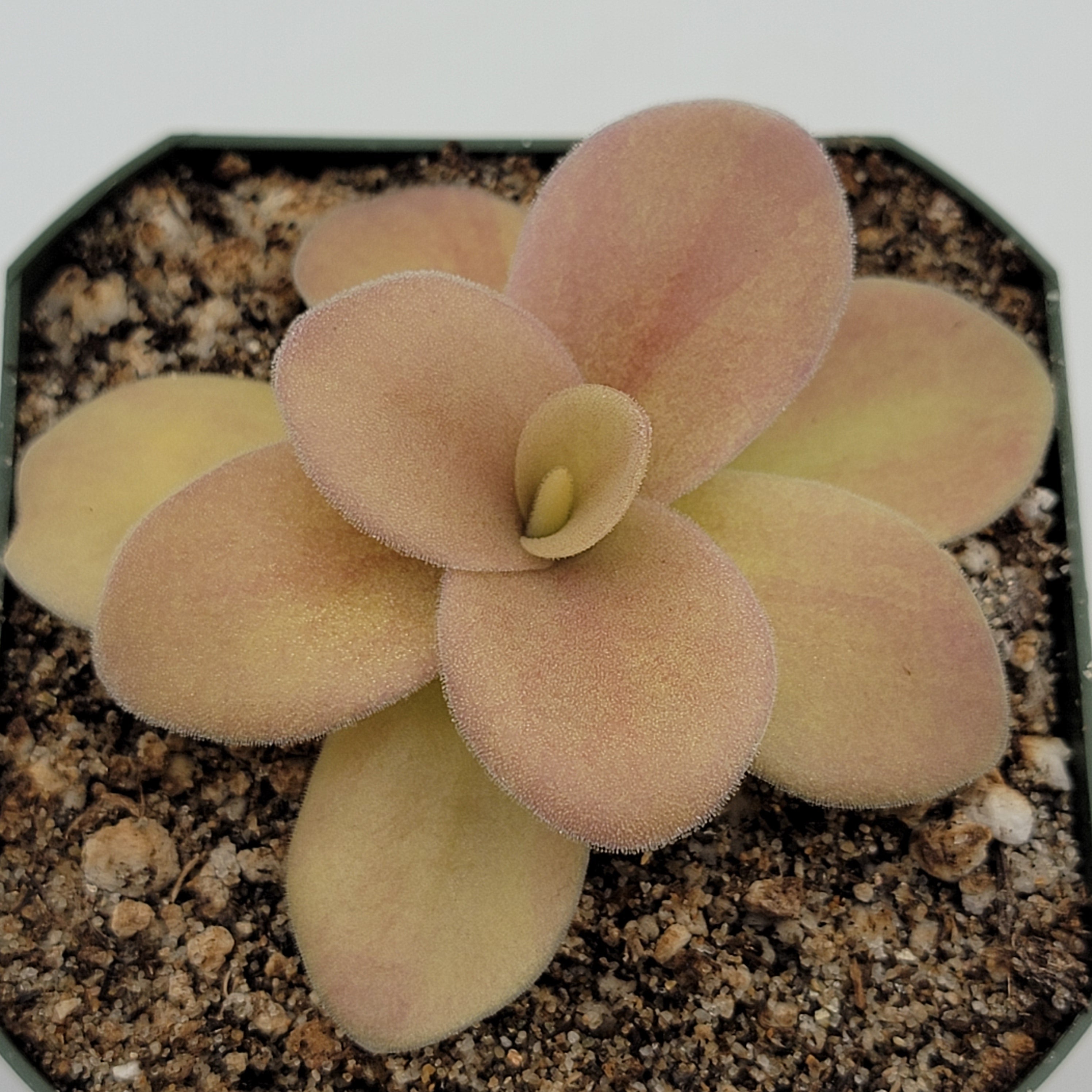 Pinguicula gigantea (Red Flush) product image 3