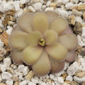 Pinguicula gigantea red x cyclosecta product image 1