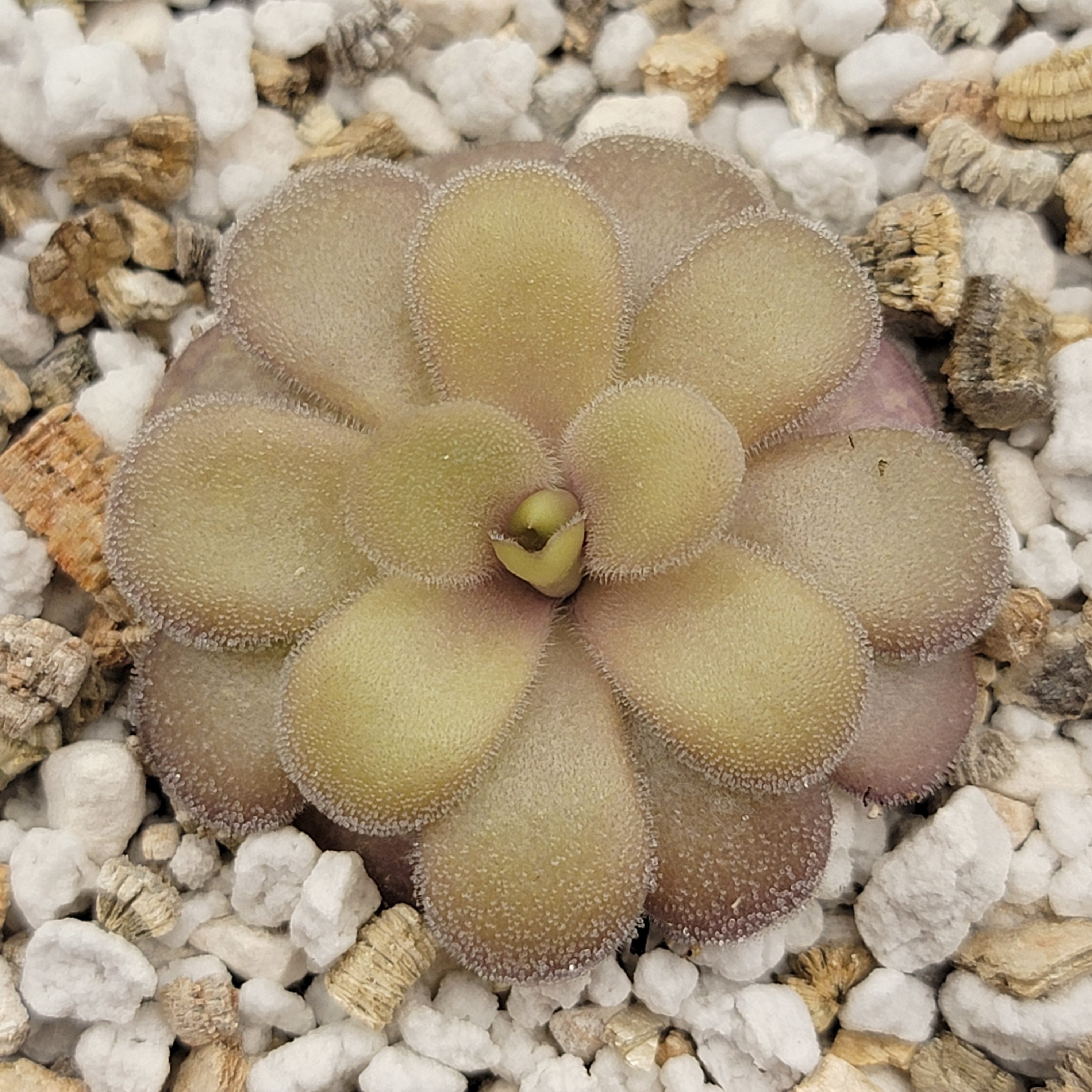 Pinguicula gigantea red x cyclosecta product image 1