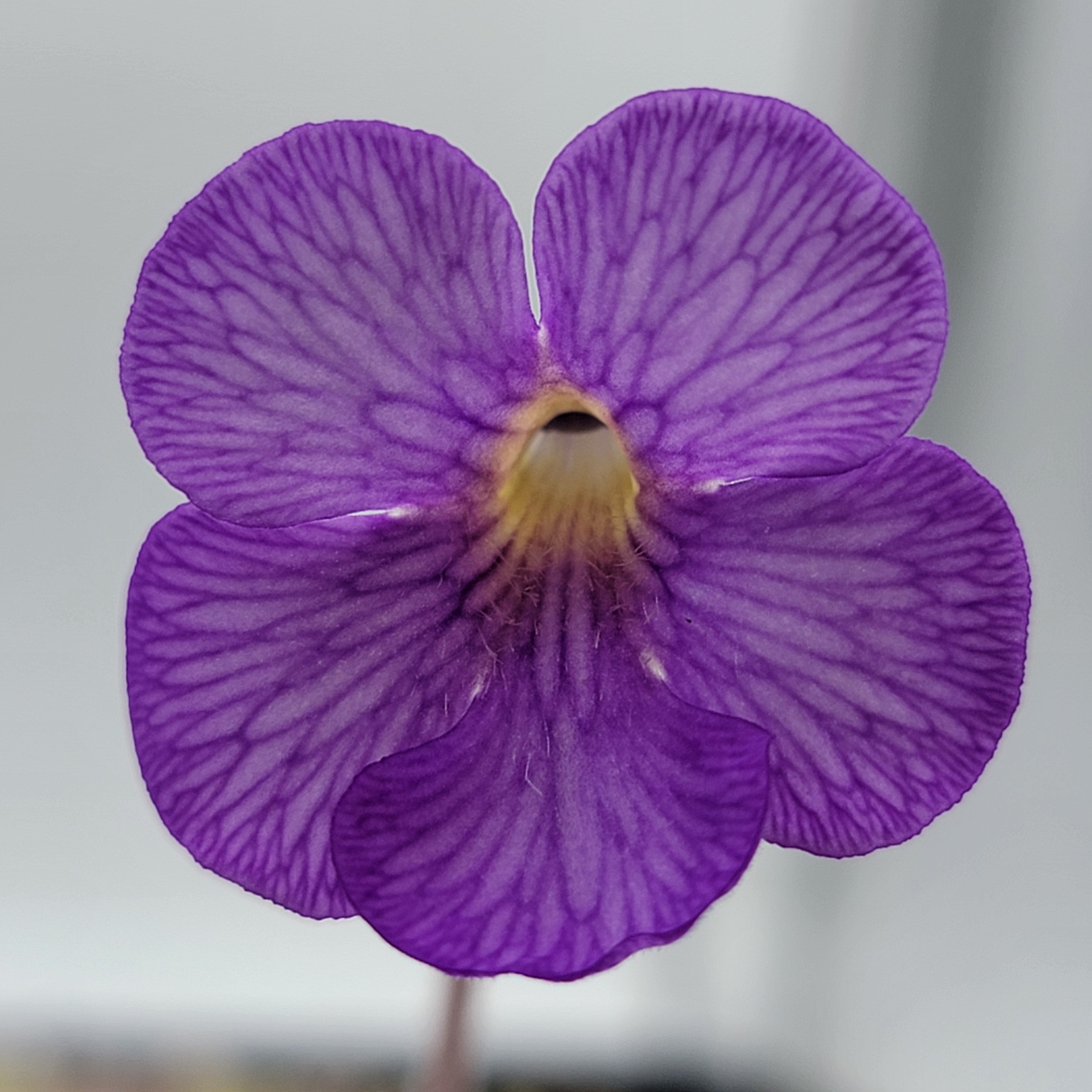 Pinguicula gigantea red x cyclosecta product image 2