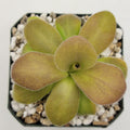 Pinguicula gigantea red x martinezii product image 1
