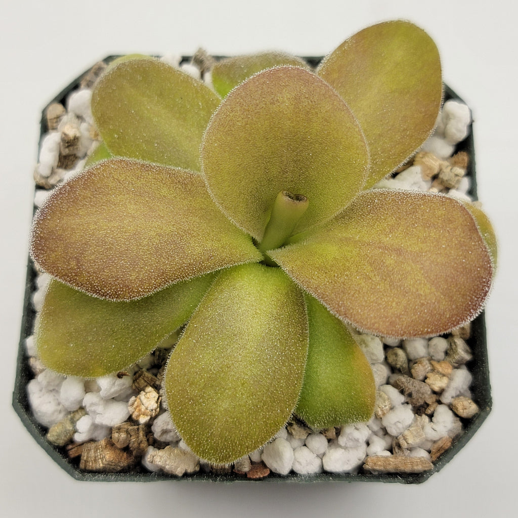 Pinguicula gigantea red x martinezii product image 2