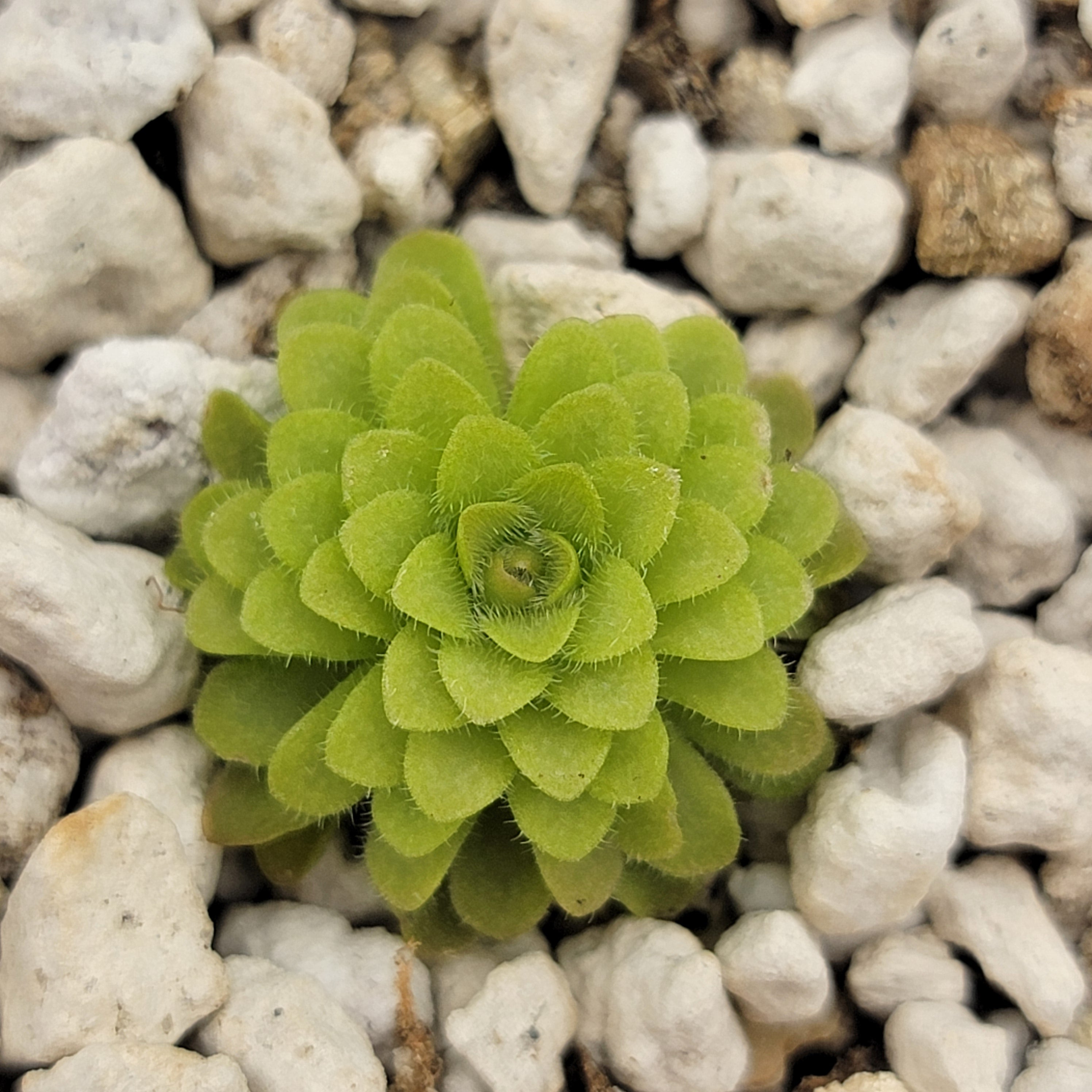 Pinguicula gracilis x laueana product image 4