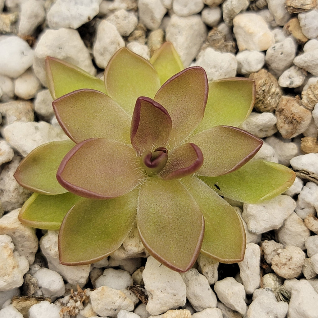 Pinguicula gracilis x laueana product image 3