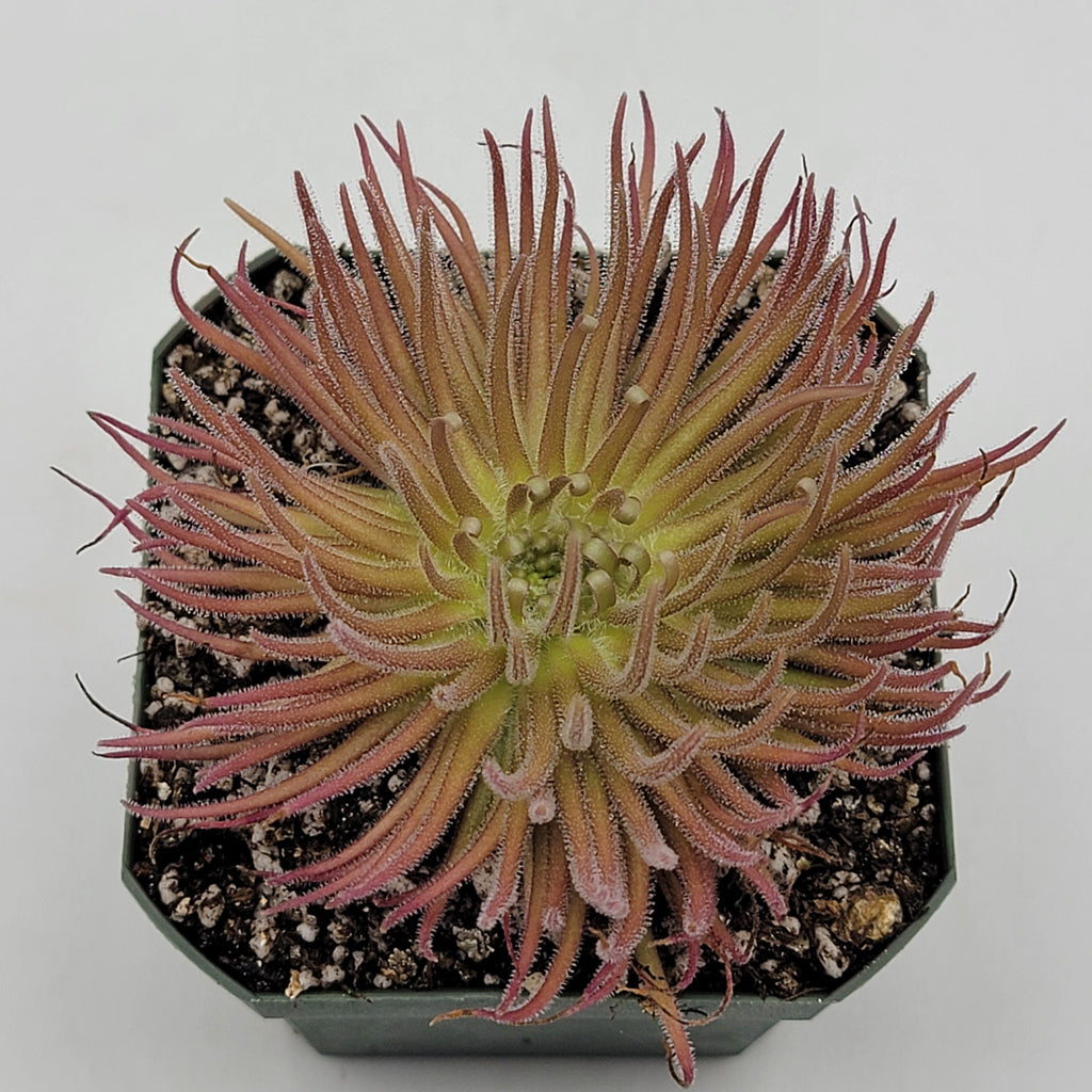 Pinguicula gypsicola {Buena Vista, San Luis Potosi, Mex} live plant product image 6