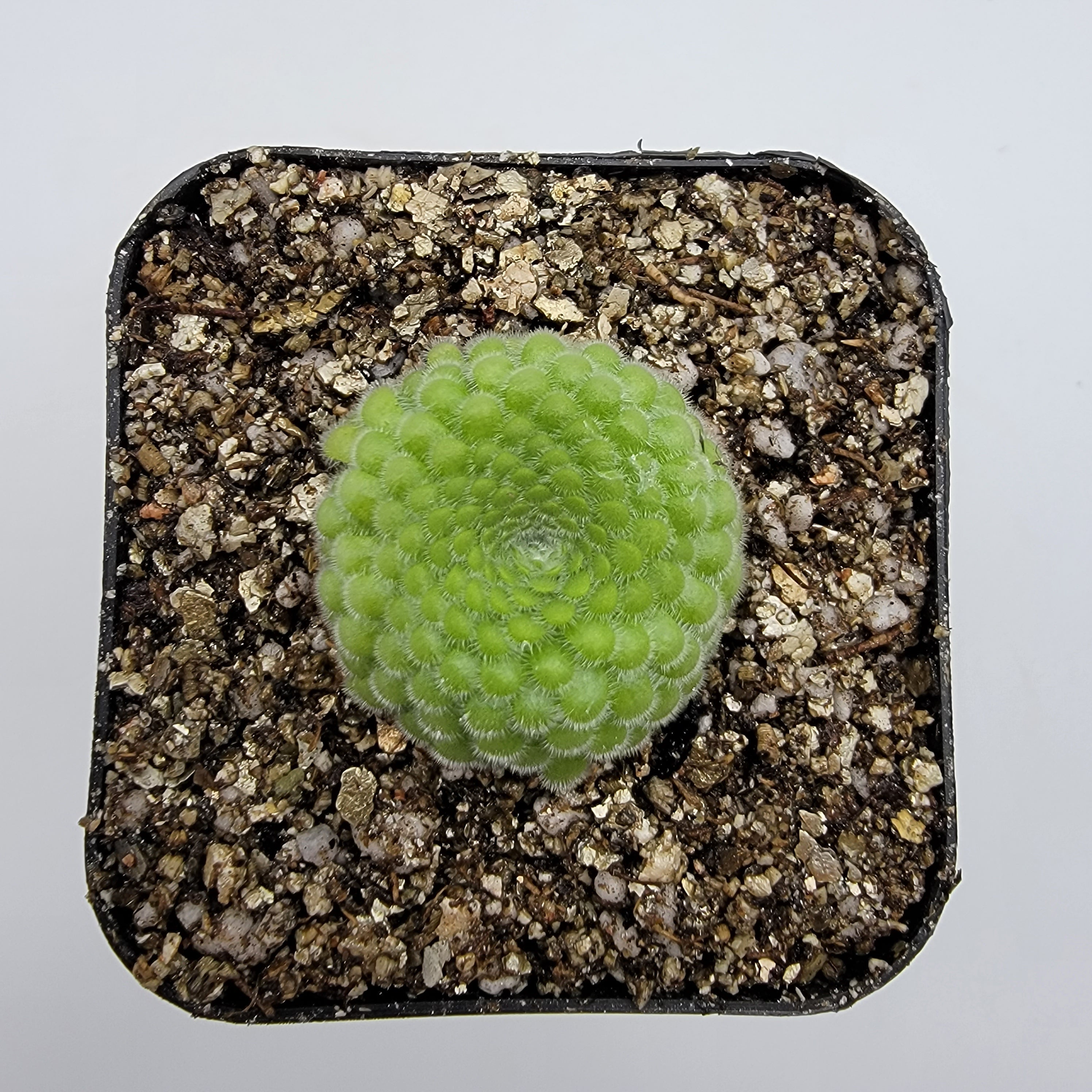 Pinguicula gypsicola {Buena Vista, San Luis Potosi, Mex} live plant product image 2