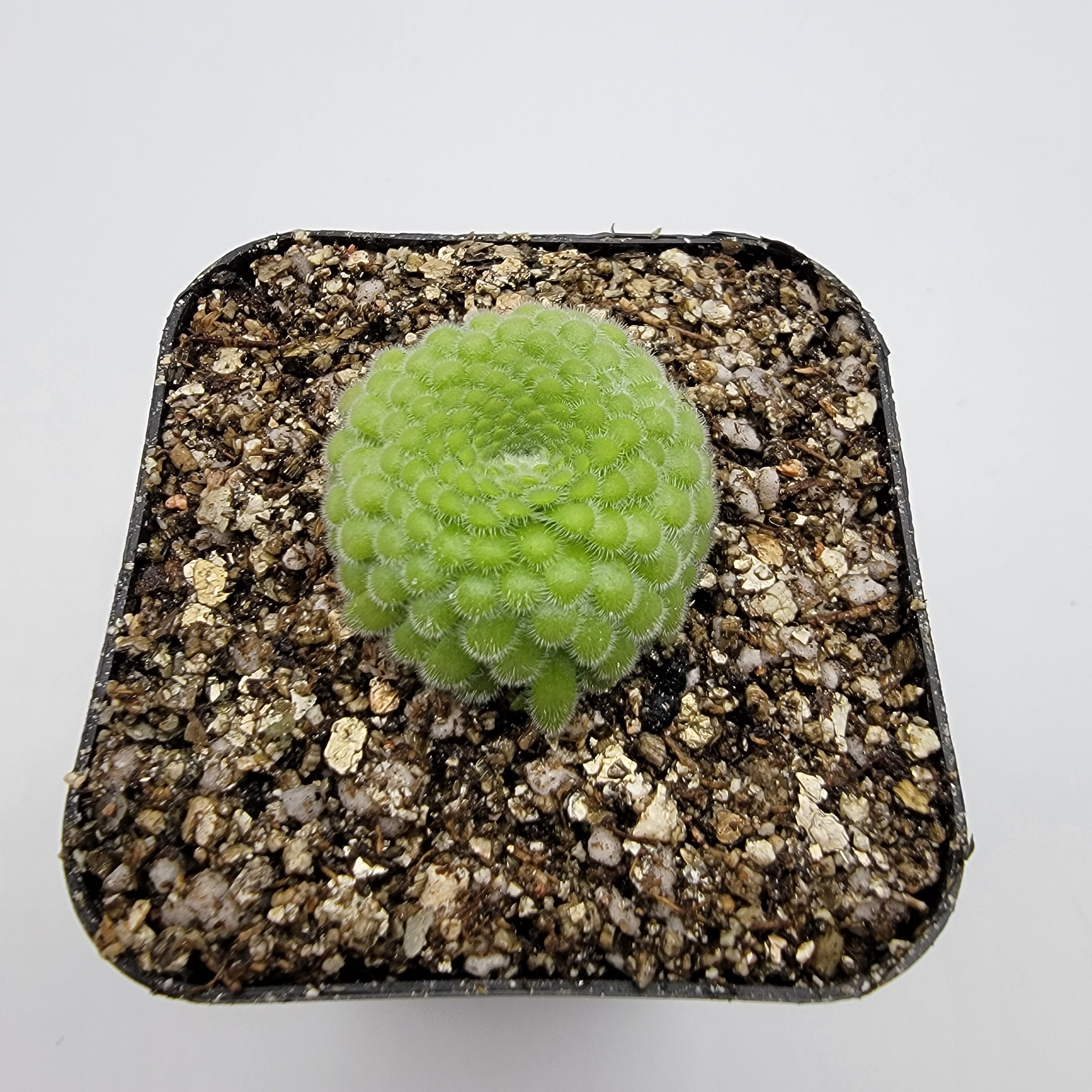 Pinguicula gypsicola {Buena Vista, San Luis Potosi, Mex} live plant product image 4