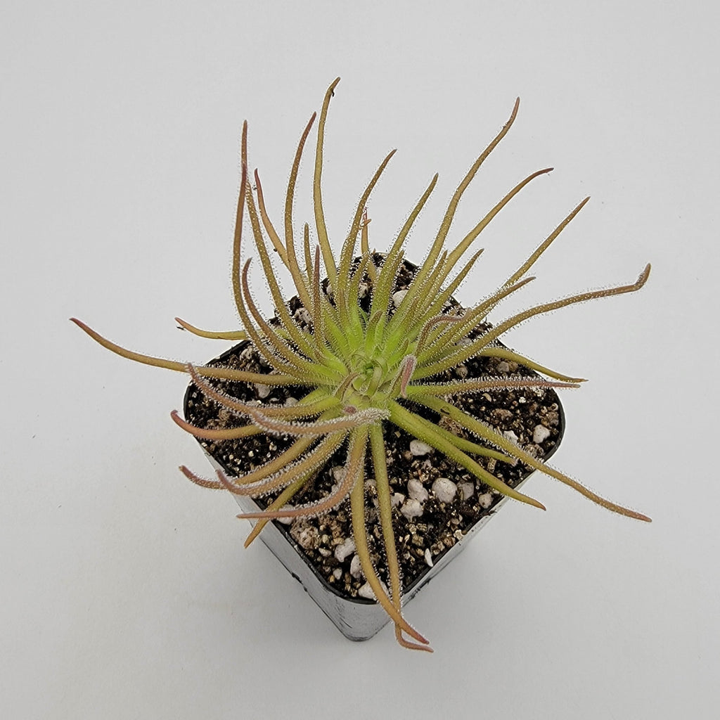 Pinguicula gypsicola {Buena Vista, San Luis Potosi, Mex} live plant product image 5