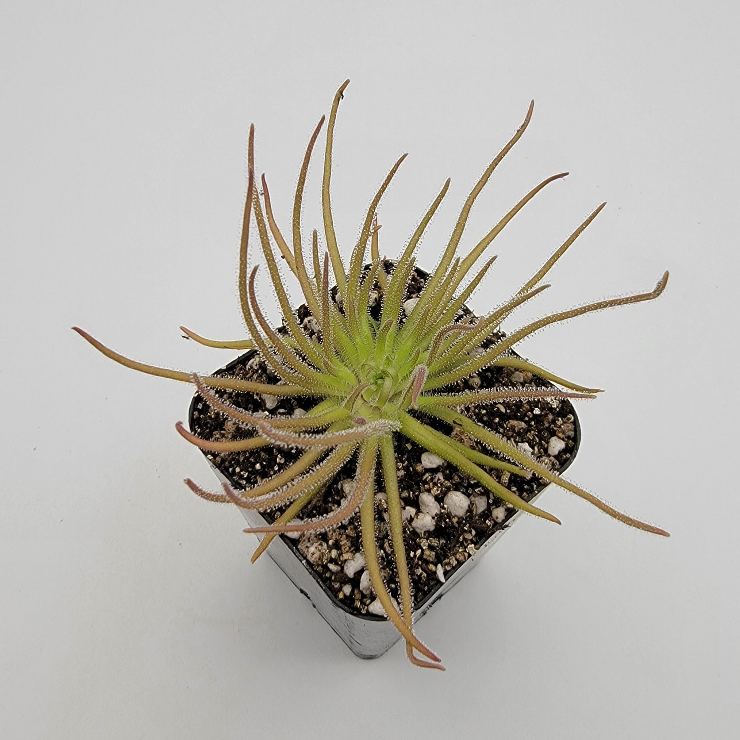 Pinguicula gypsicola {Buena Vista, San Luis Potosi, Mex} live plant product image 5
