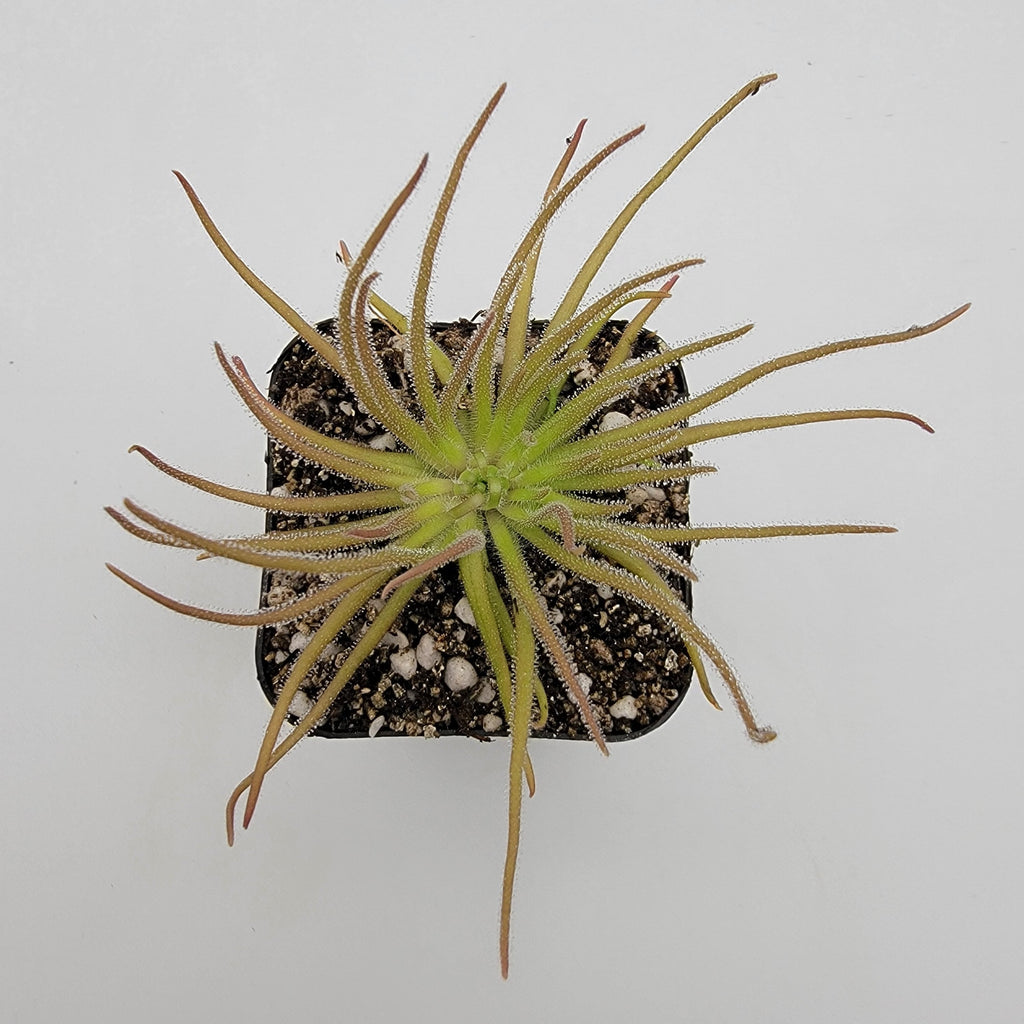 Pinguicula gypsicola {Buena Vista, San Luis Potosi, Mex} live plant product image 3