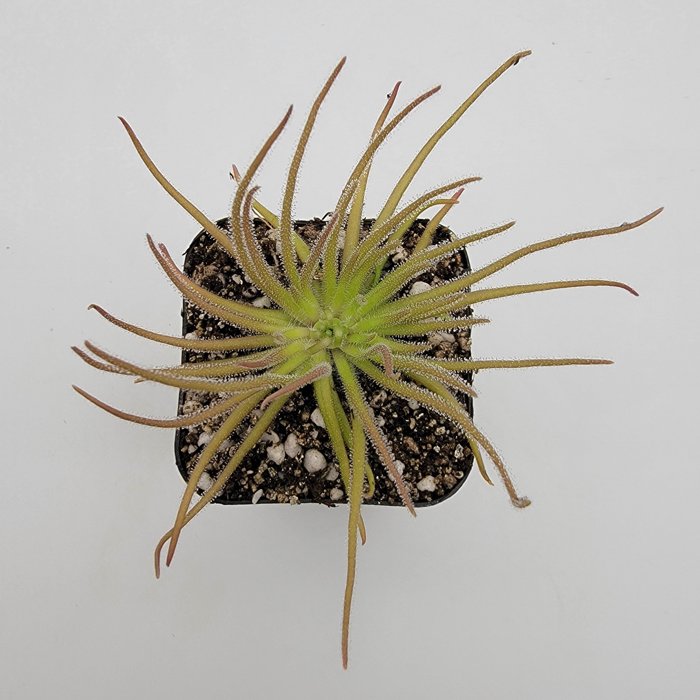 Pinguicula gypsicola {Buena Vista, San Luis Potosi, Mex} live plant product image 3