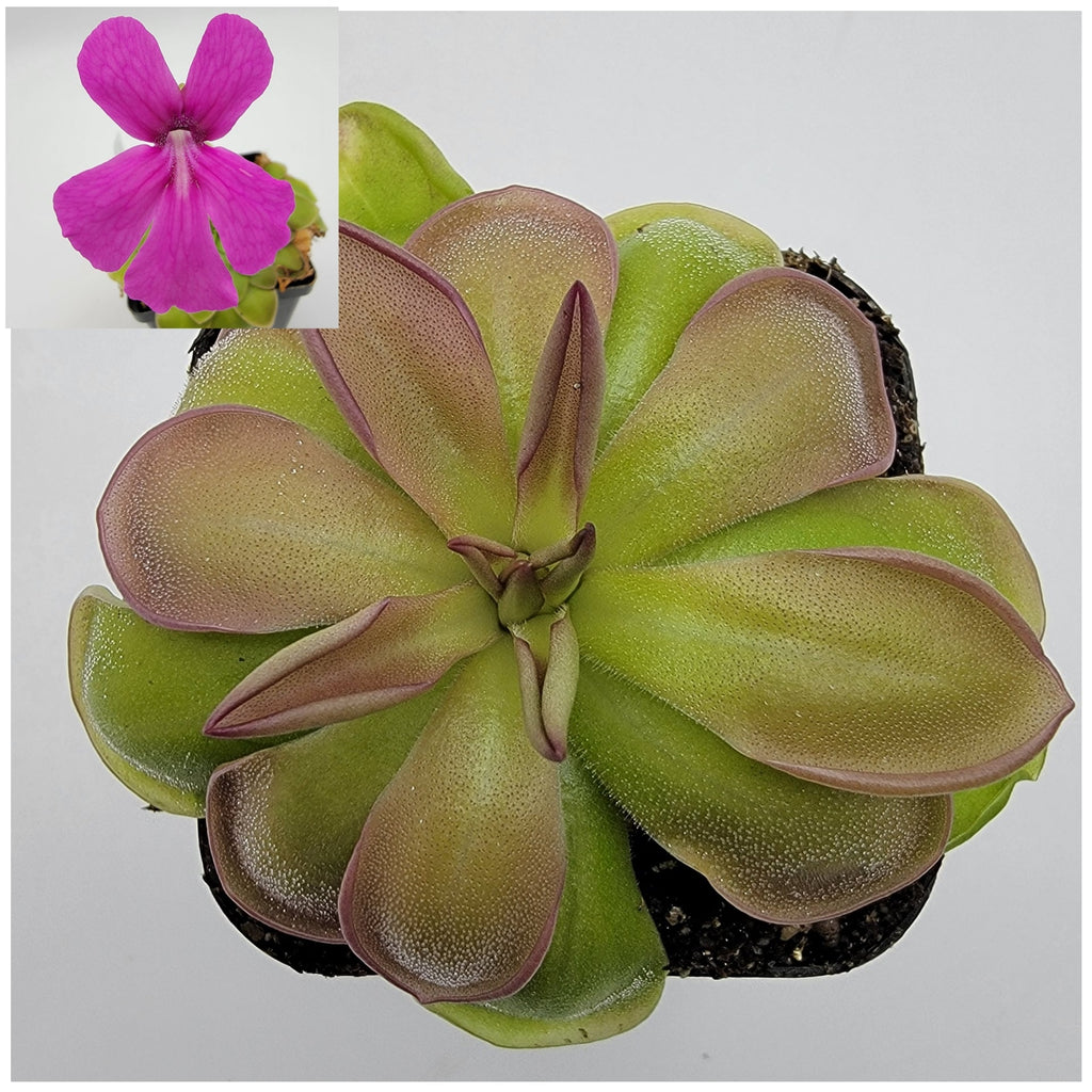 Pinguicula hemiepiphytica live plant product image 2