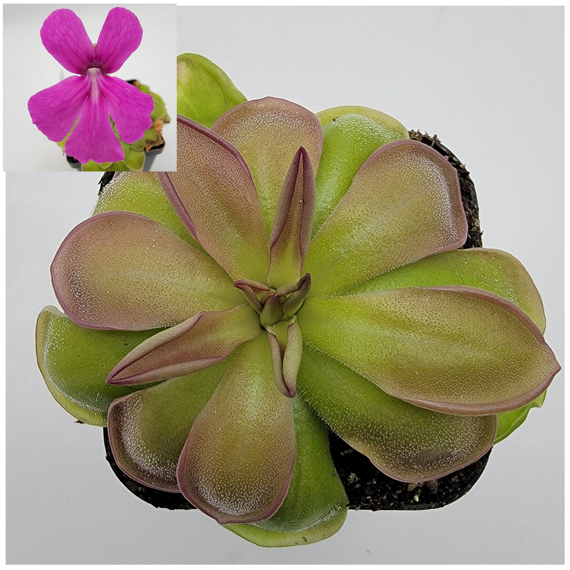Pinguicula hemiepiphytica live plant product image 2