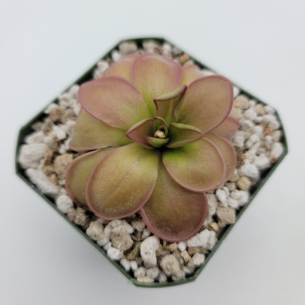 Pinguicula hemiepiphytica live plant product image 1